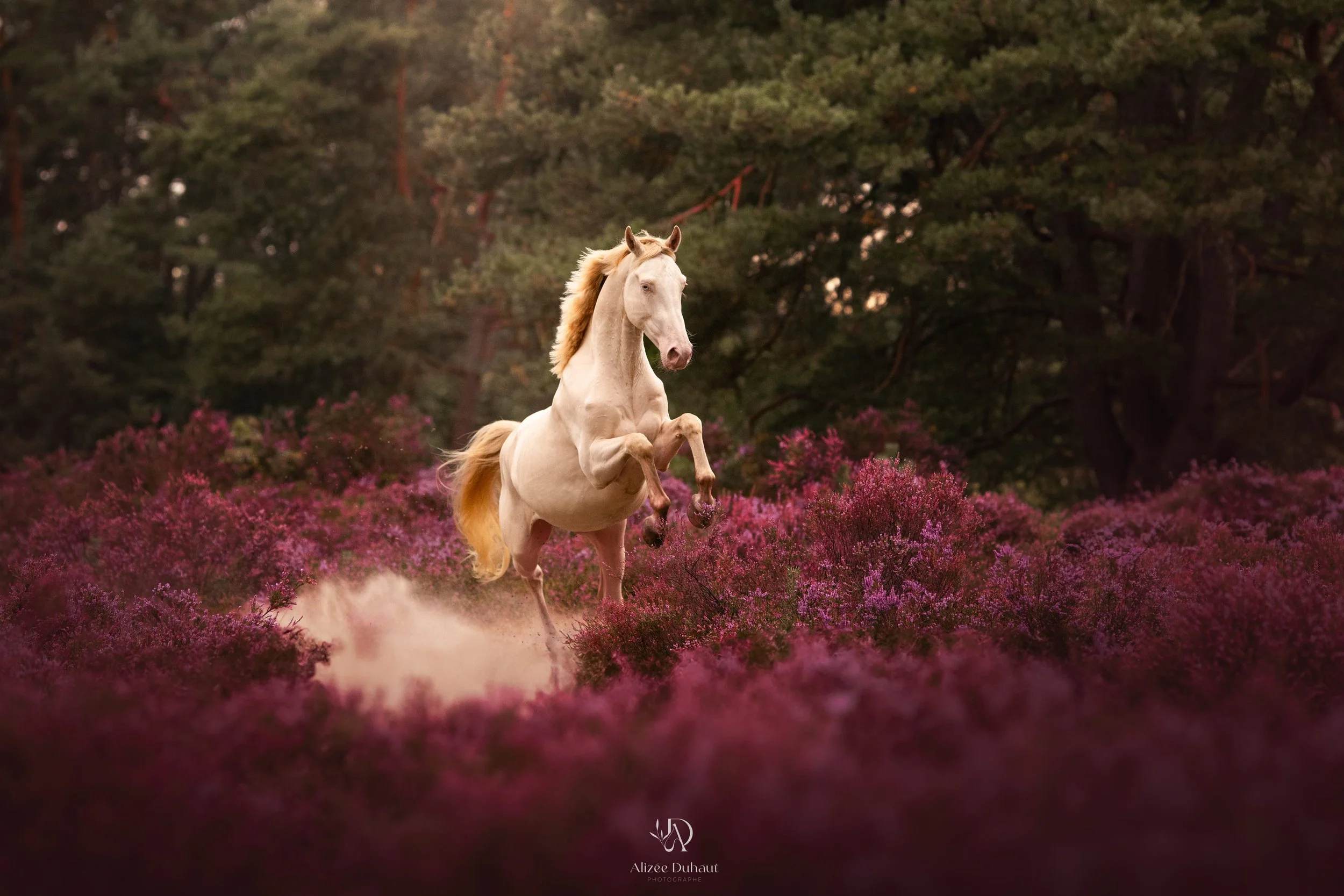 Cheval en liberté dans les bruyères Pas de Calais