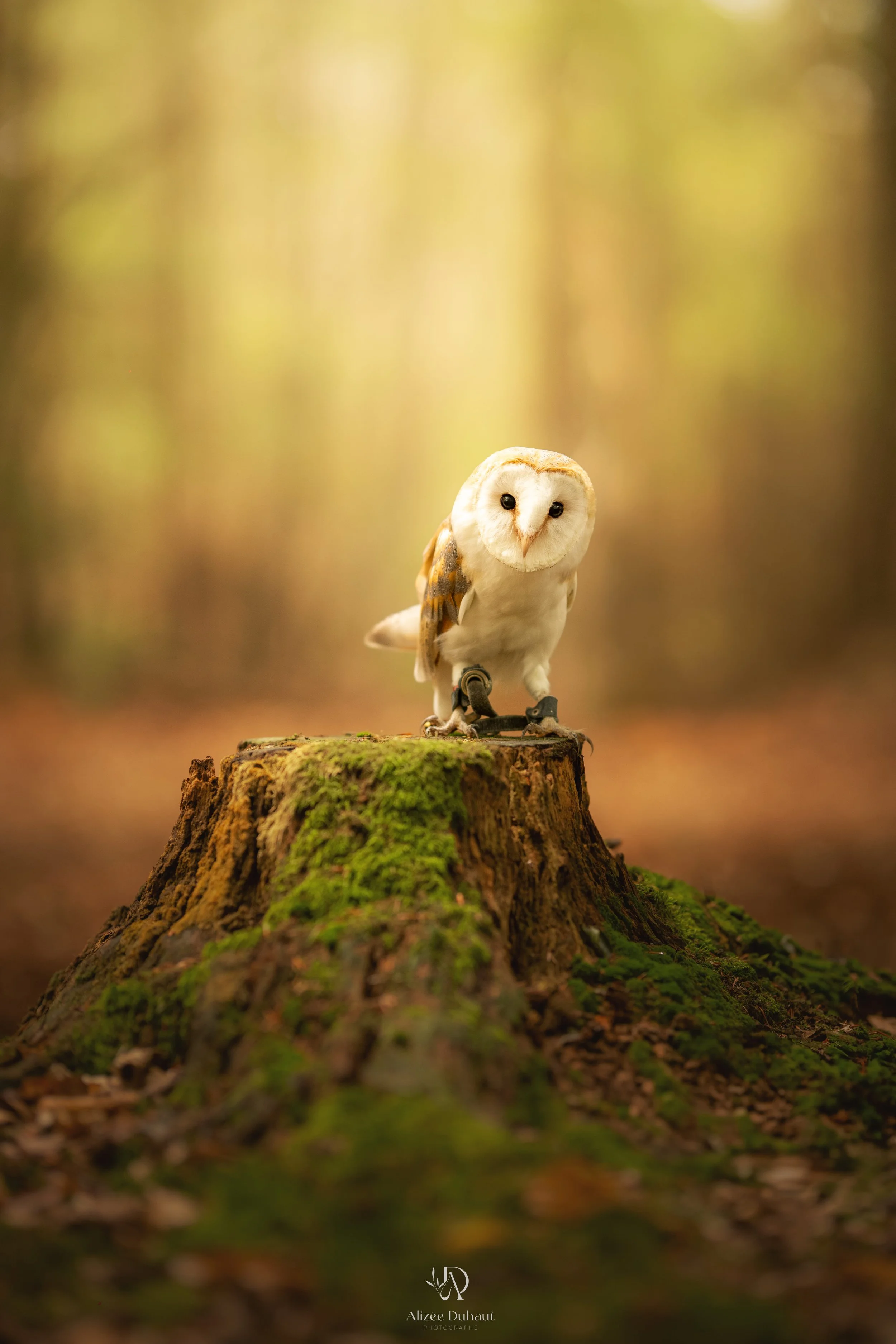 Photo professionnelle chouette oiseaux