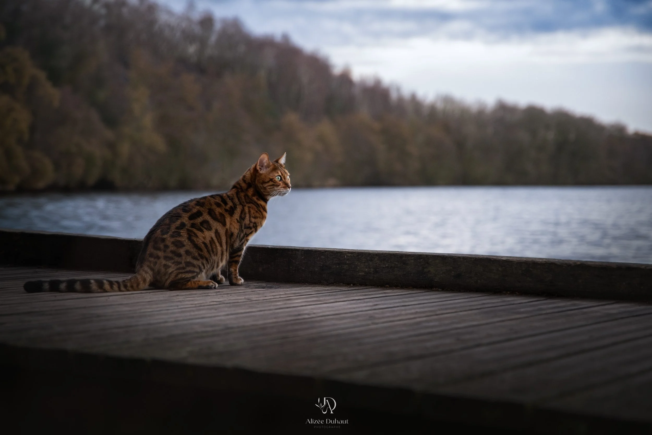 Chat du Bengal séance photo professionnelle