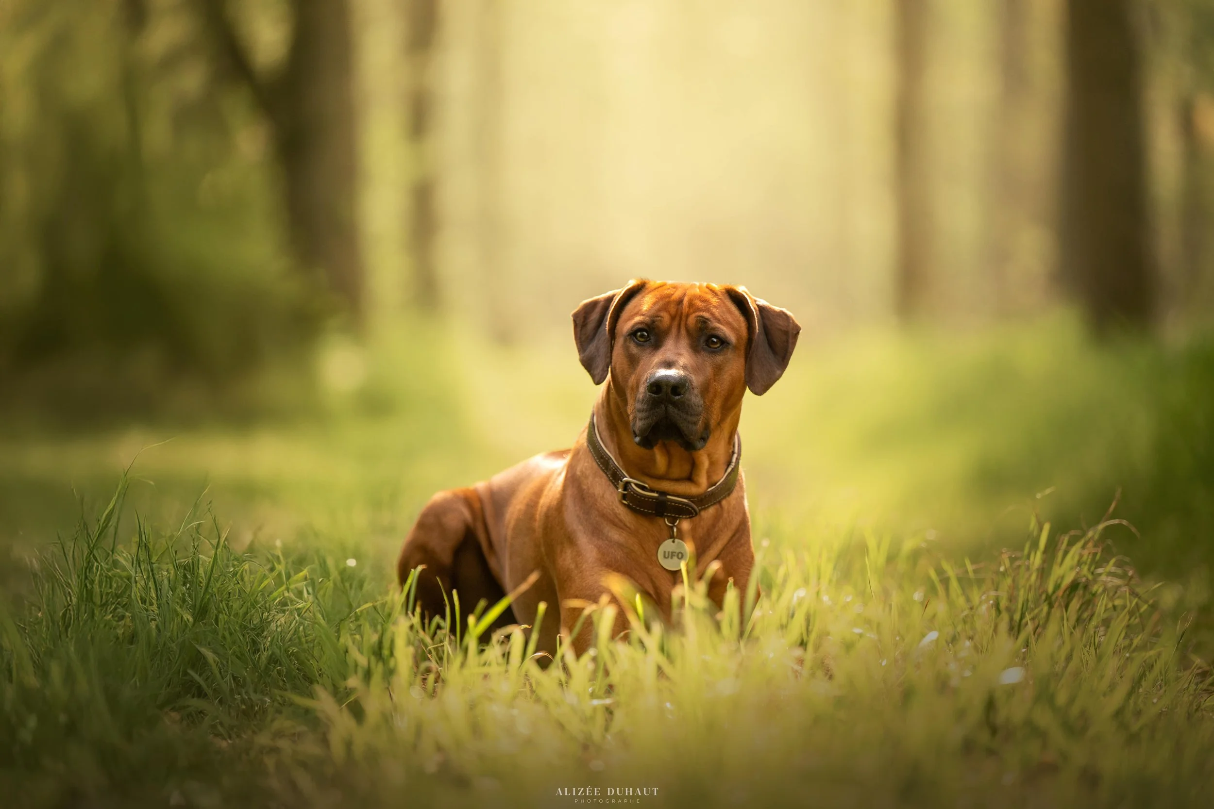 portrait chien doux lumière du soir en foret Dunkerque