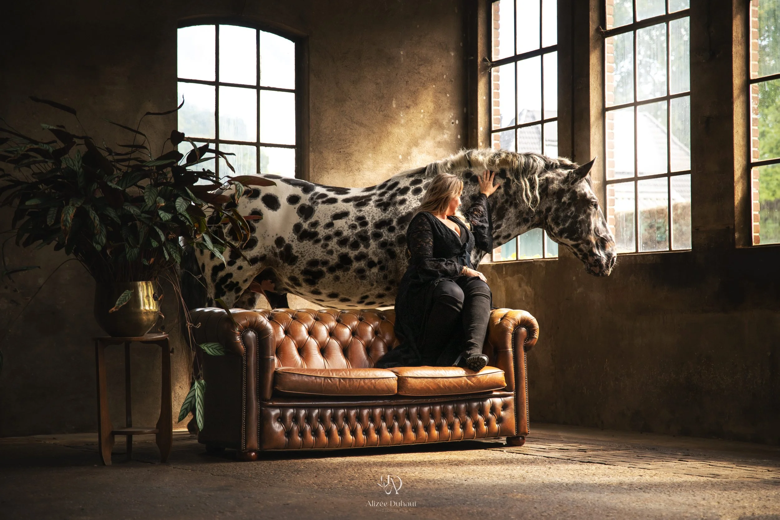 Séance photo insolite cheval en studio Hauts de France