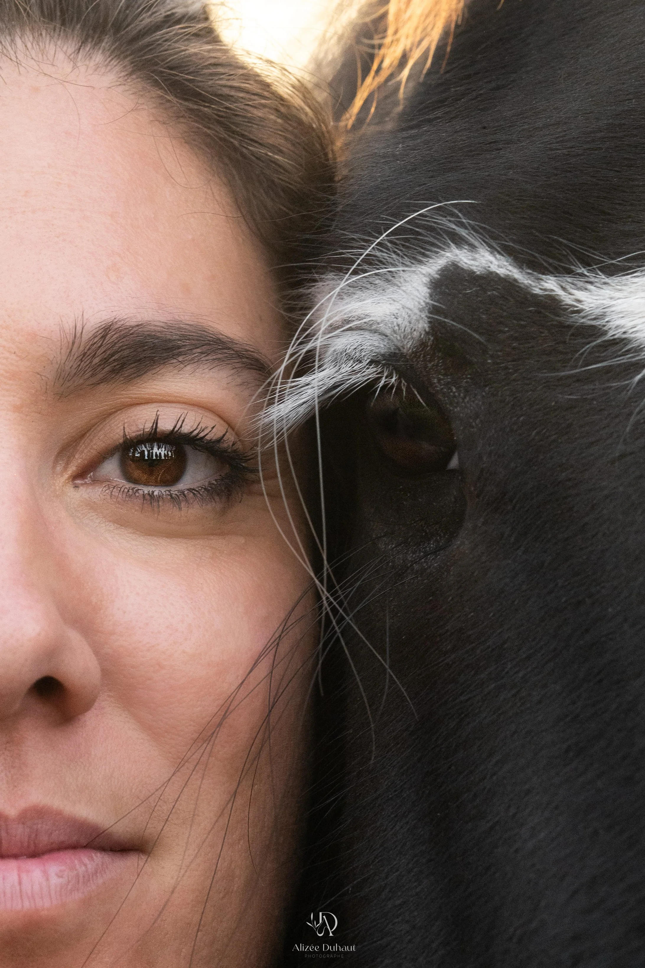 Photo oeil contre oeil cheval et cavalière, Pas de Calais