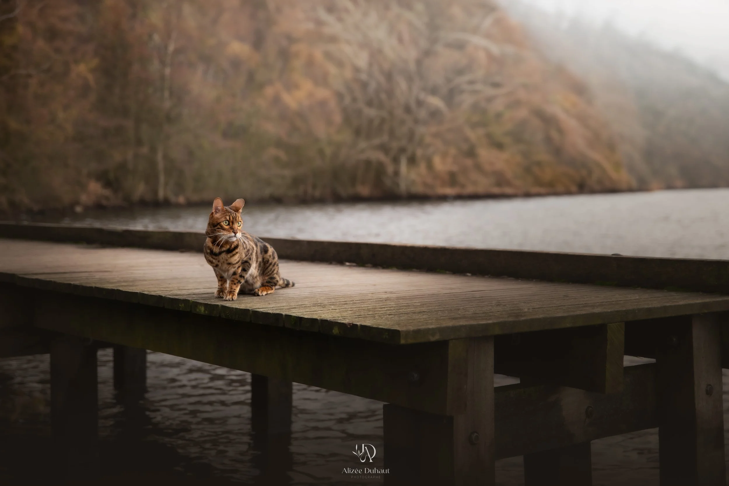 Chat du bengal séance photo Nord