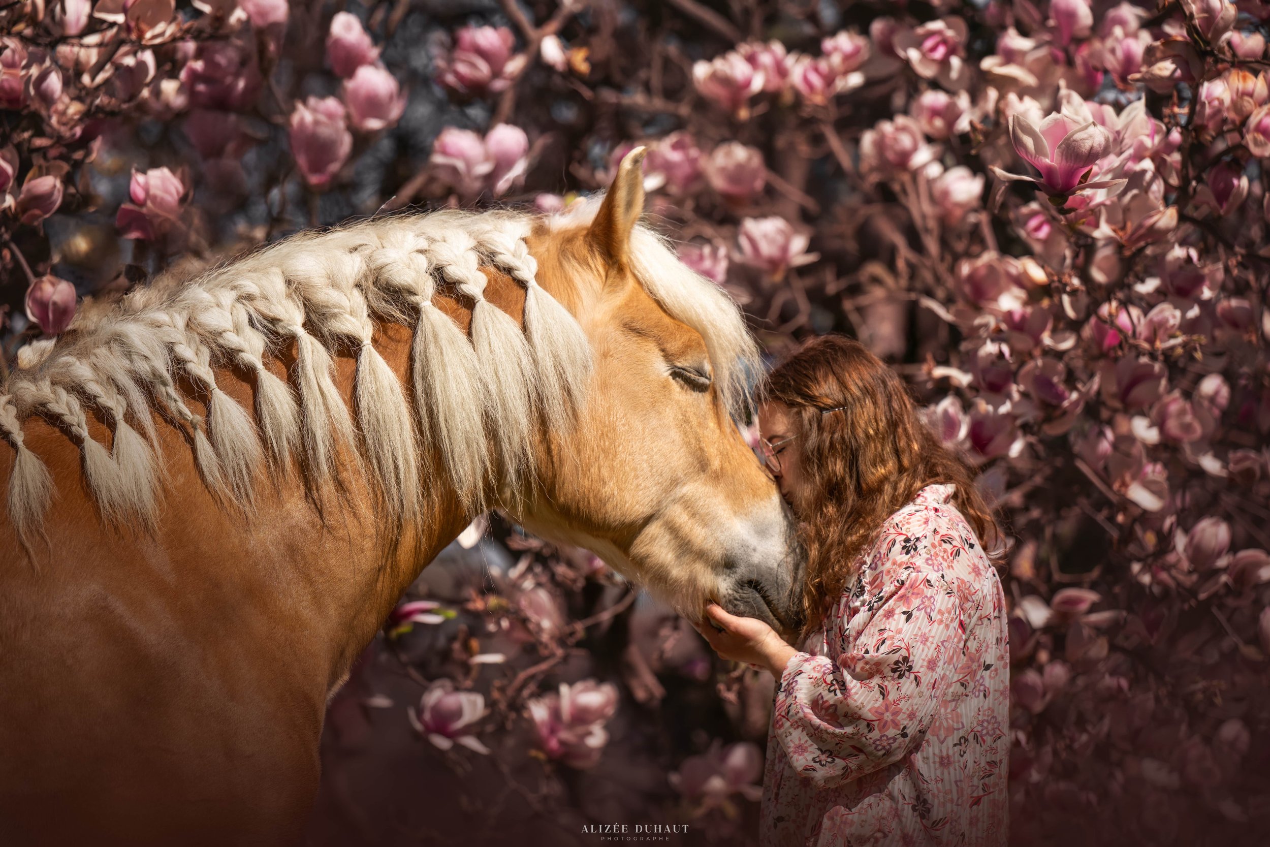 Séance photo haflinger devant un magnolia dans le Pas de Calais, Lens