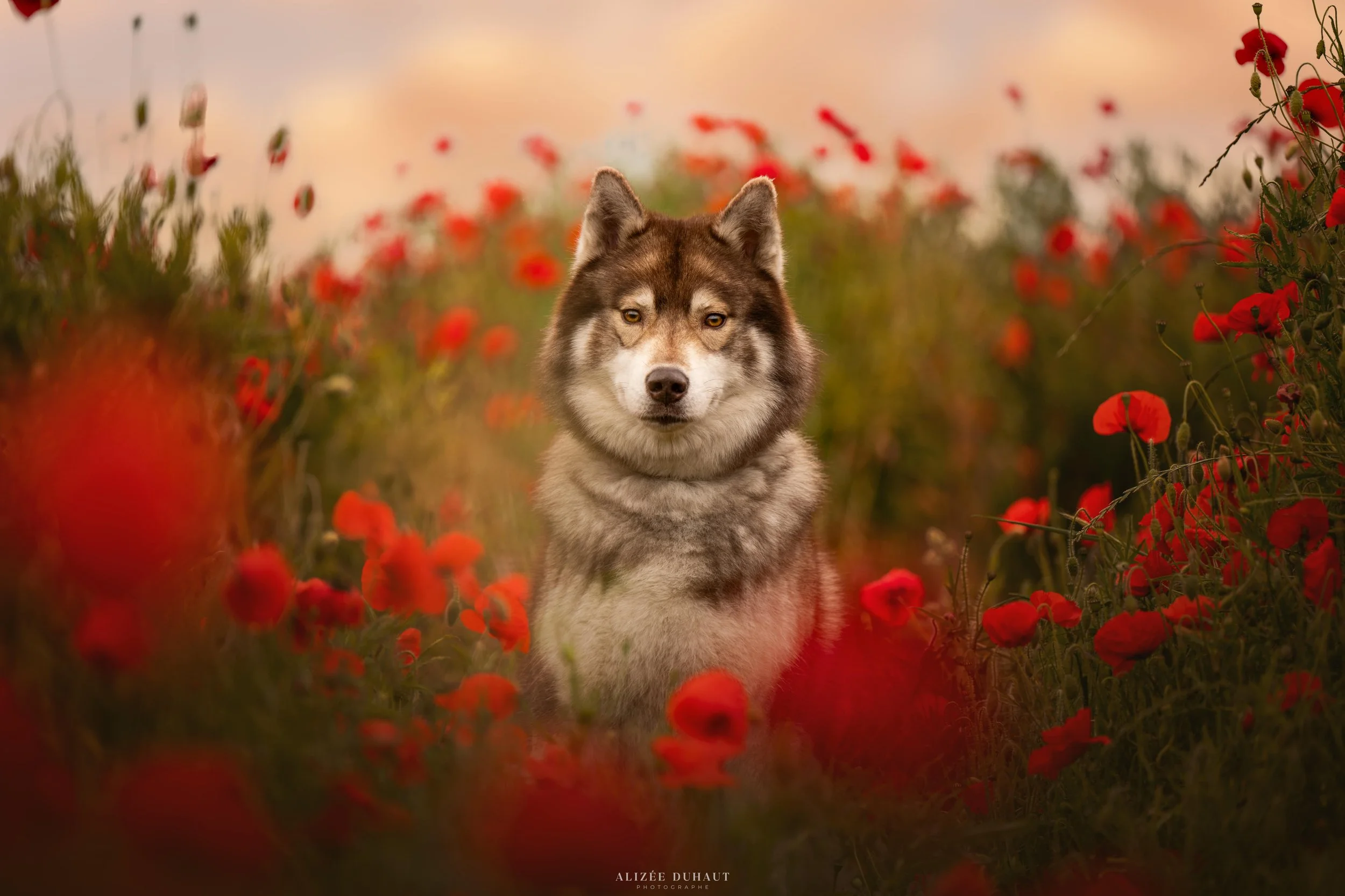 Séance photo chien Husky dans un champs de coquelicot Arras