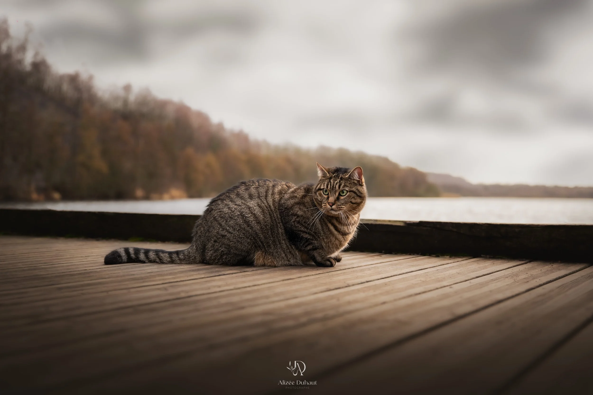 Shooting photo extérieur chat Nord