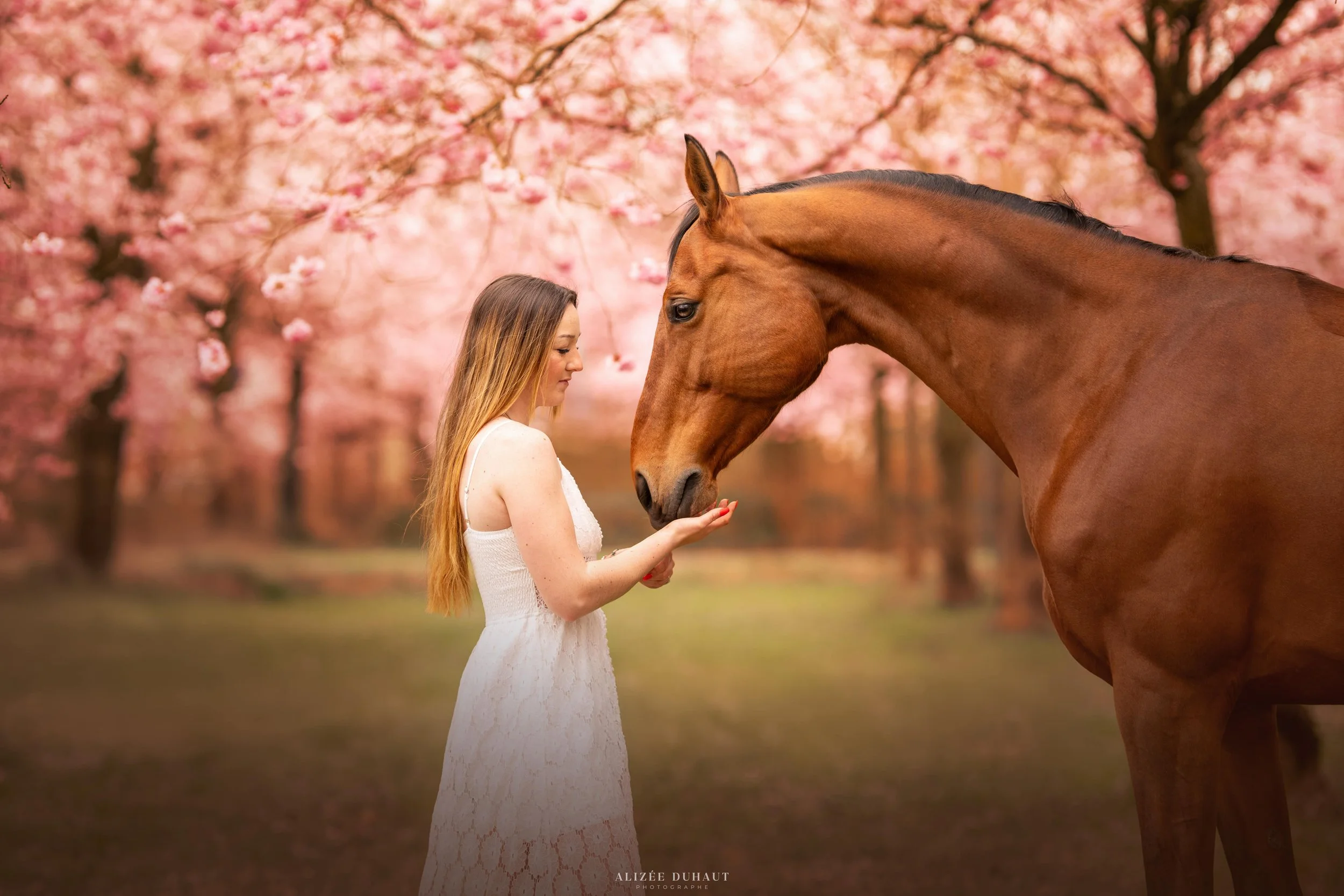 cheval et propriétaire lien émotionnel. Lens Pas de Calais