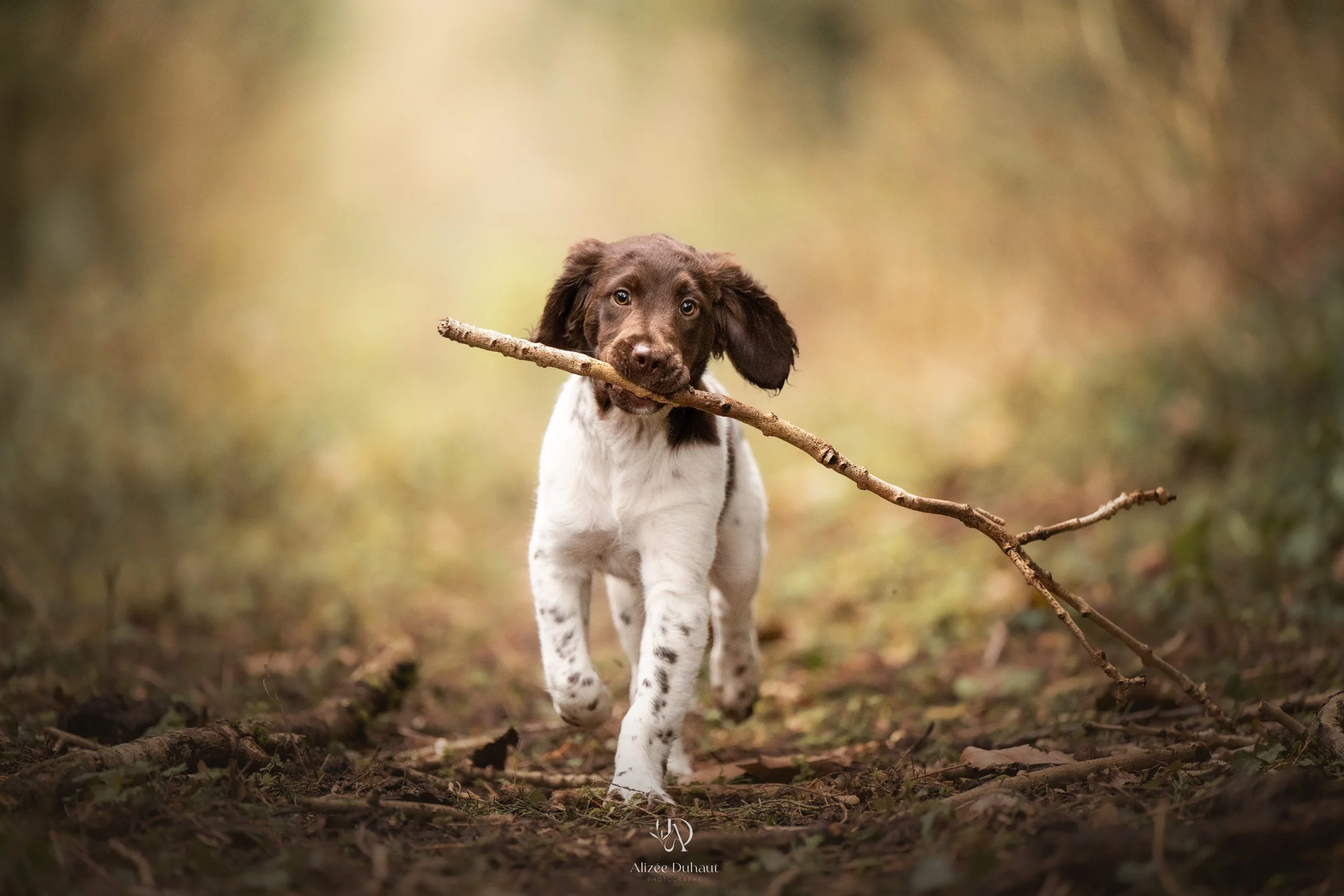 Séance photo chiot épagneul breton Pas de Calais