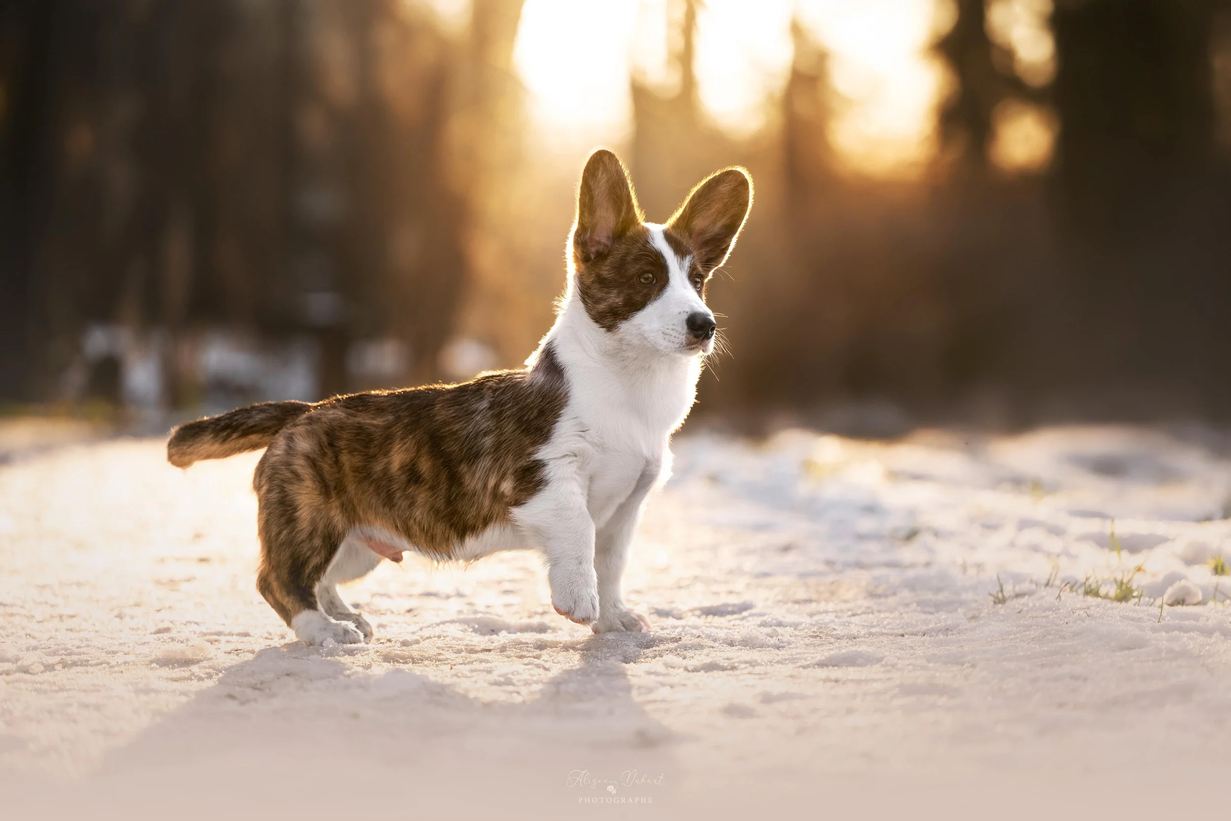 Séance photo chiot corgi dans la neige au coucher du soleil