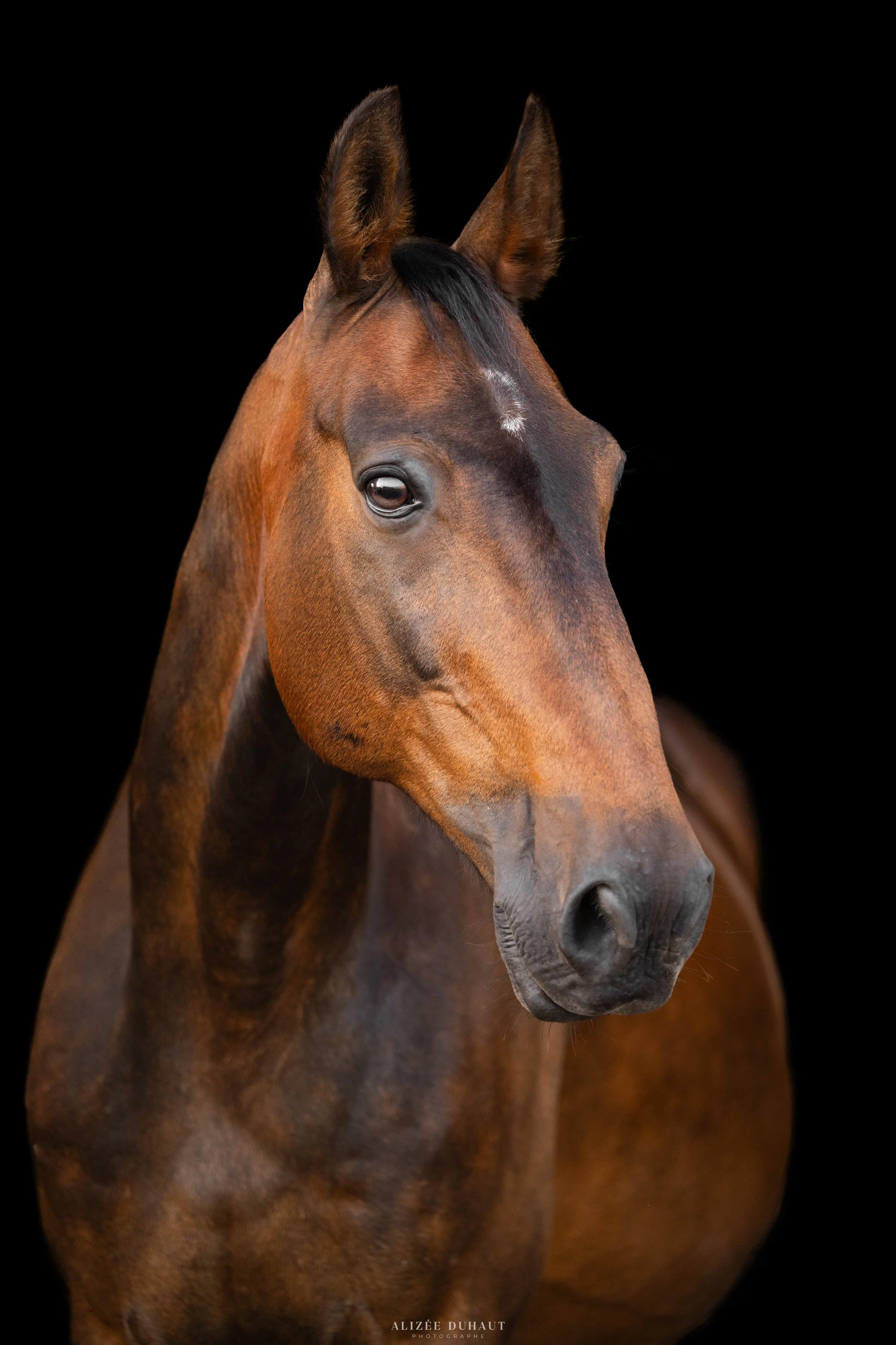 Portrait d'un cheval sur fond noir, Hauts de France
