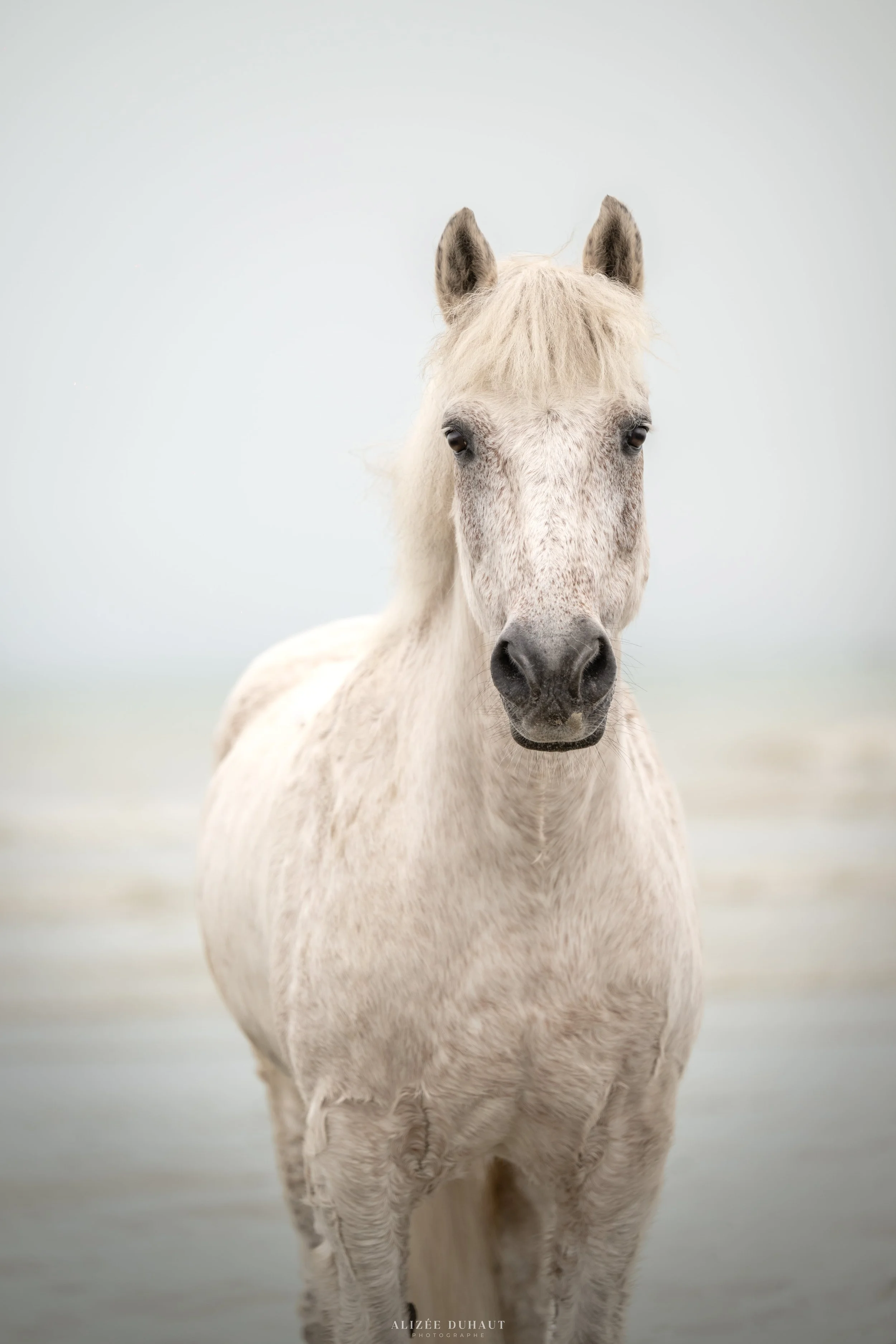 Portrait cheval robe truitée devant la mer à Ault dans la seine maritime 