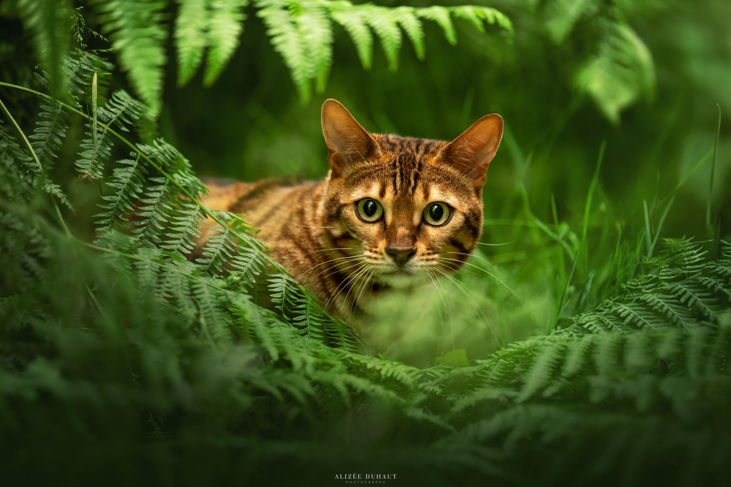 Séance photo chat en foret de Valenciennes 