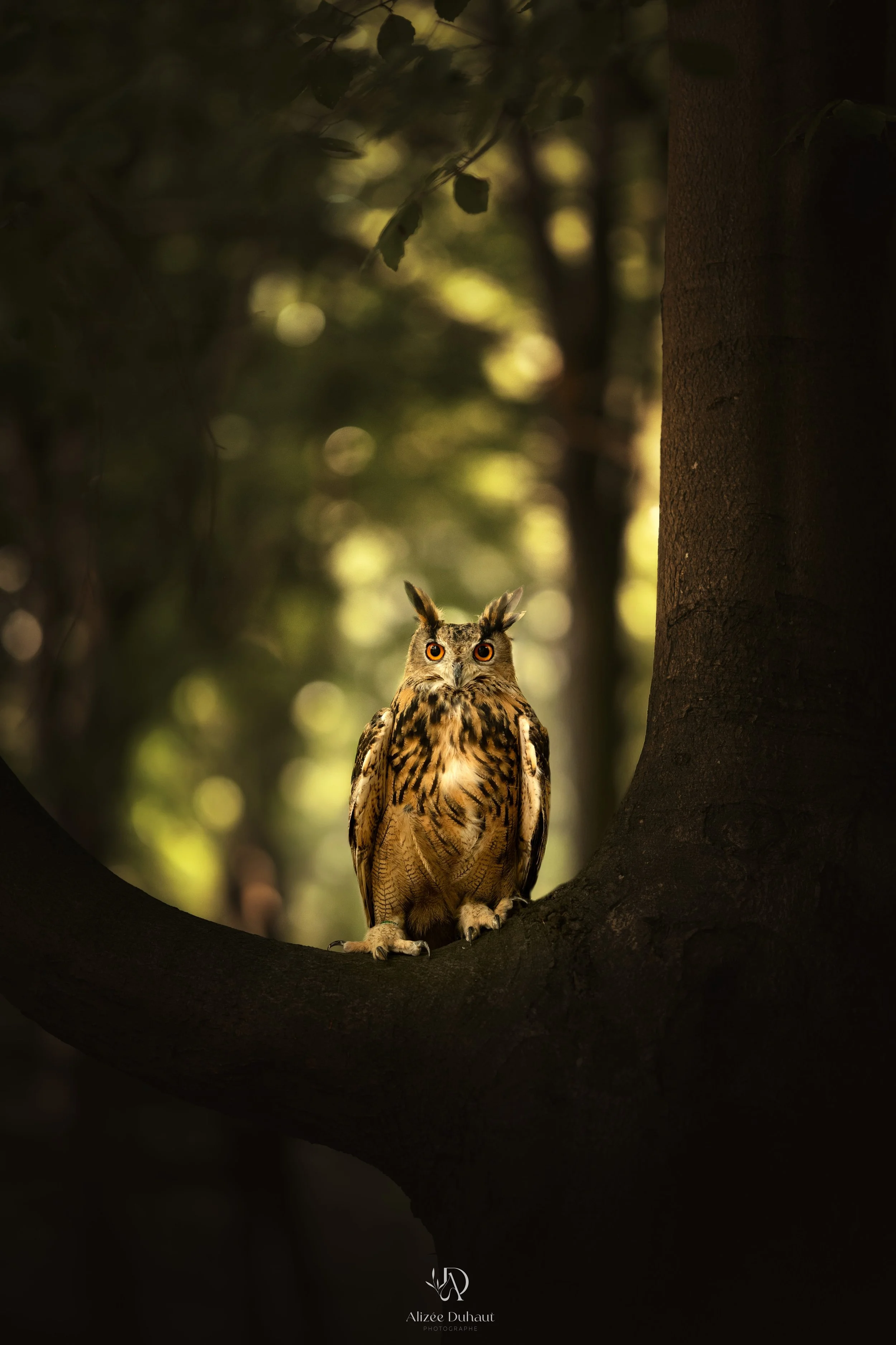 Séance photo professionnelle rapace hiboux
