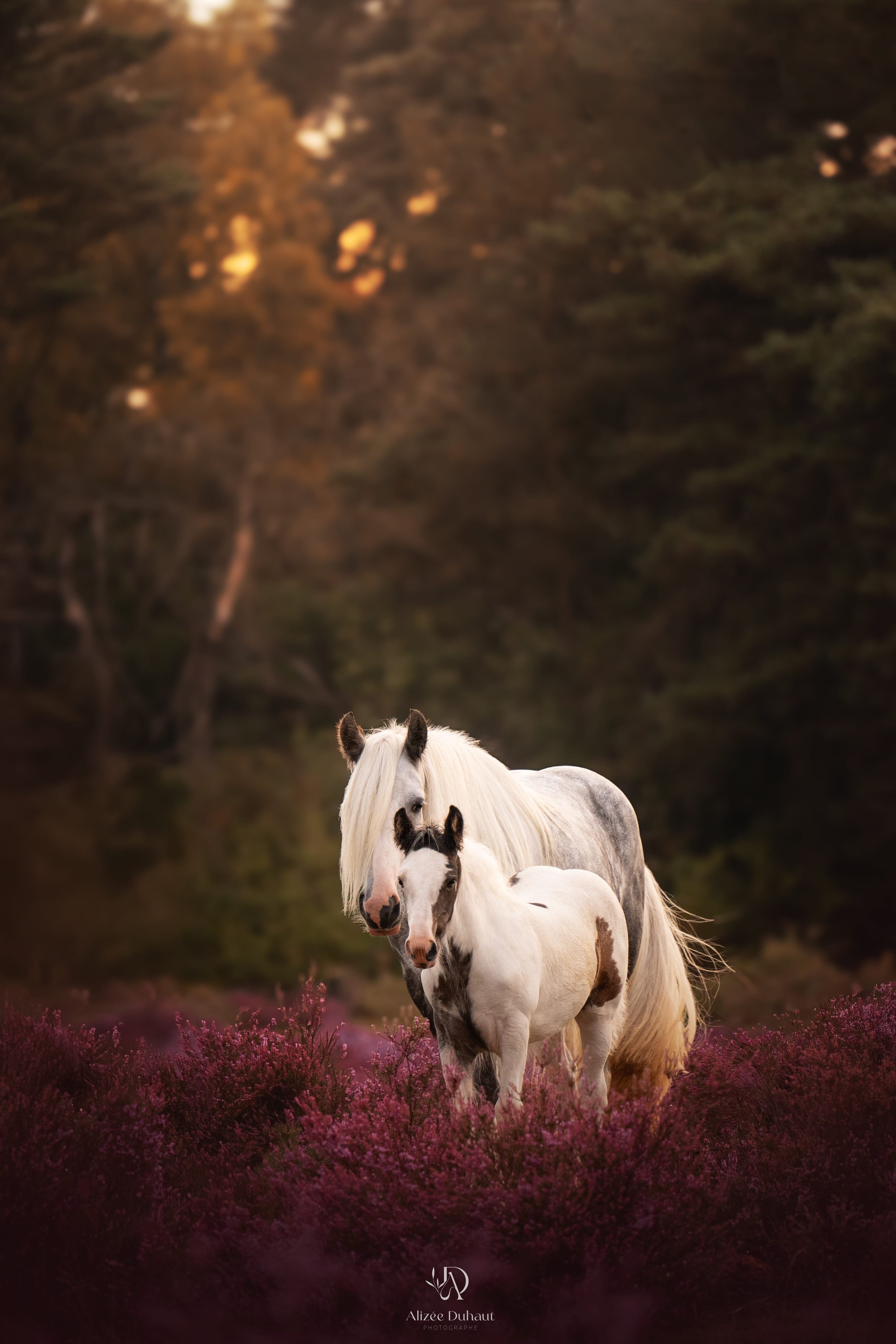Pouliche et sa mère irish cob