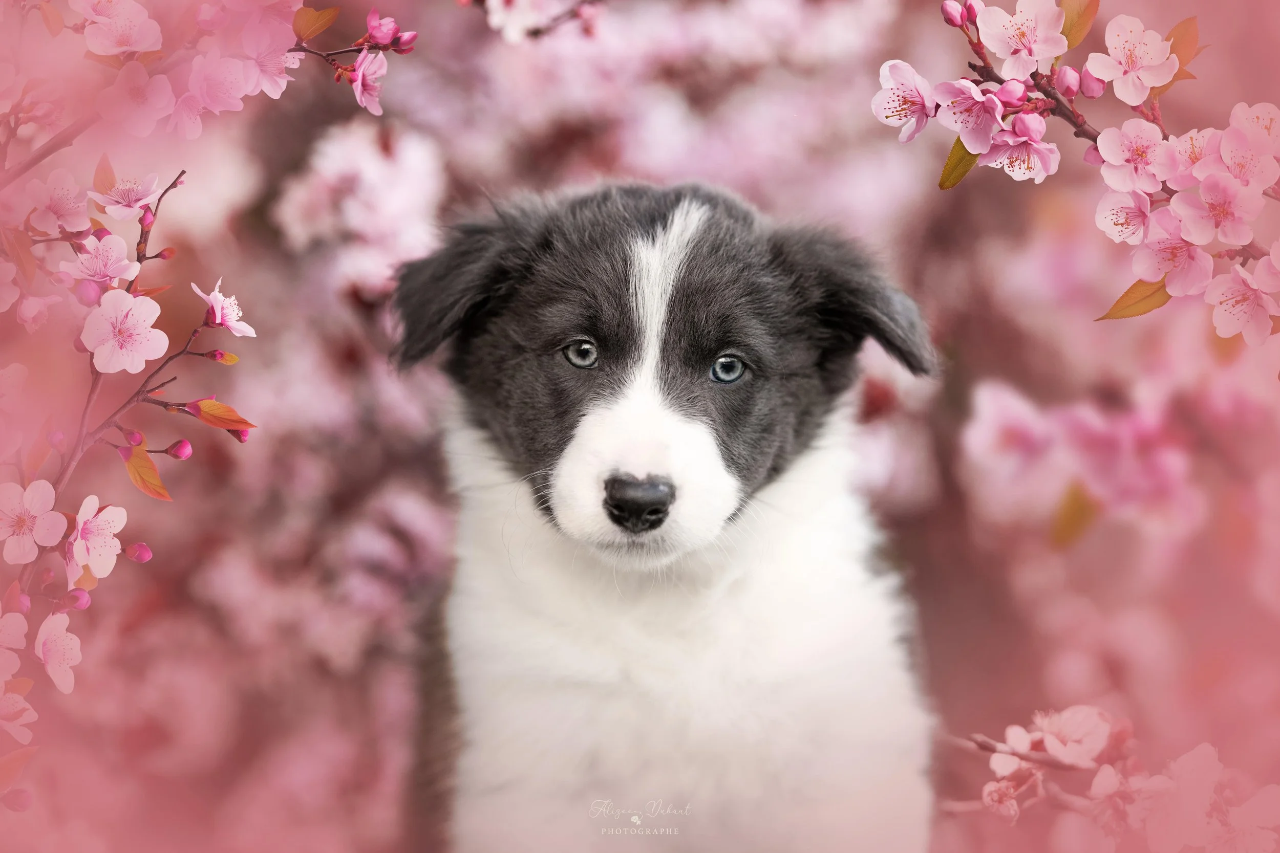portrait chiot naturel photographe animalière. Hauts de France