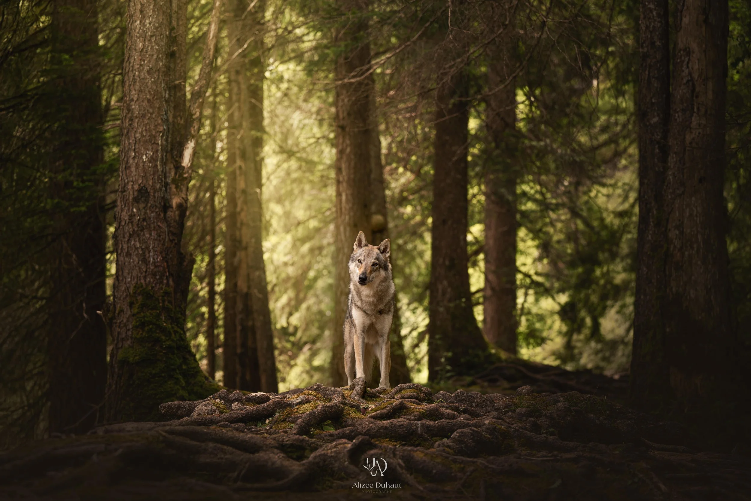 portrait chien naturel photographe animalière. Lille