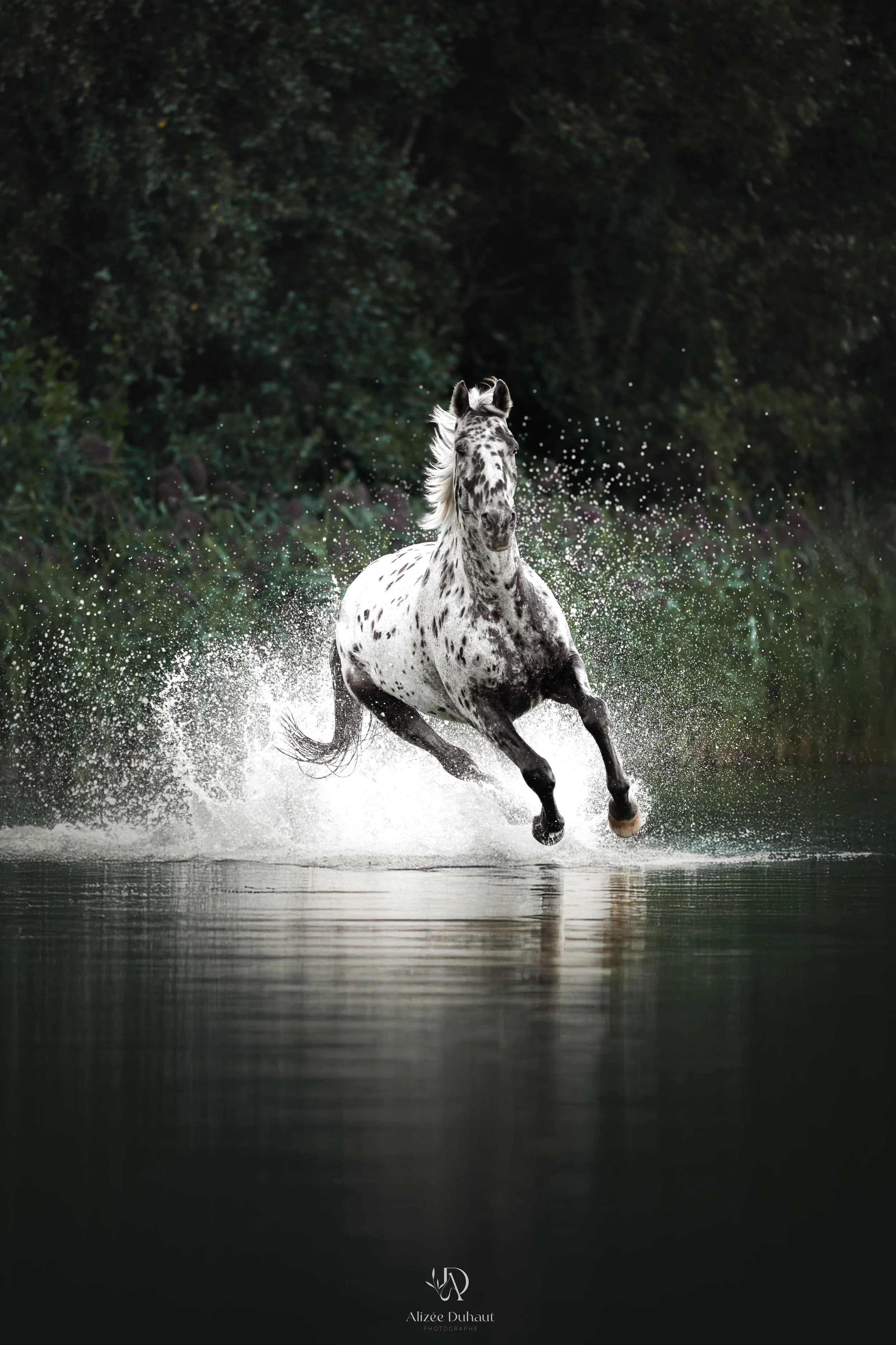 Portrait d'un cheval galopant dans l'eau Hauts de France