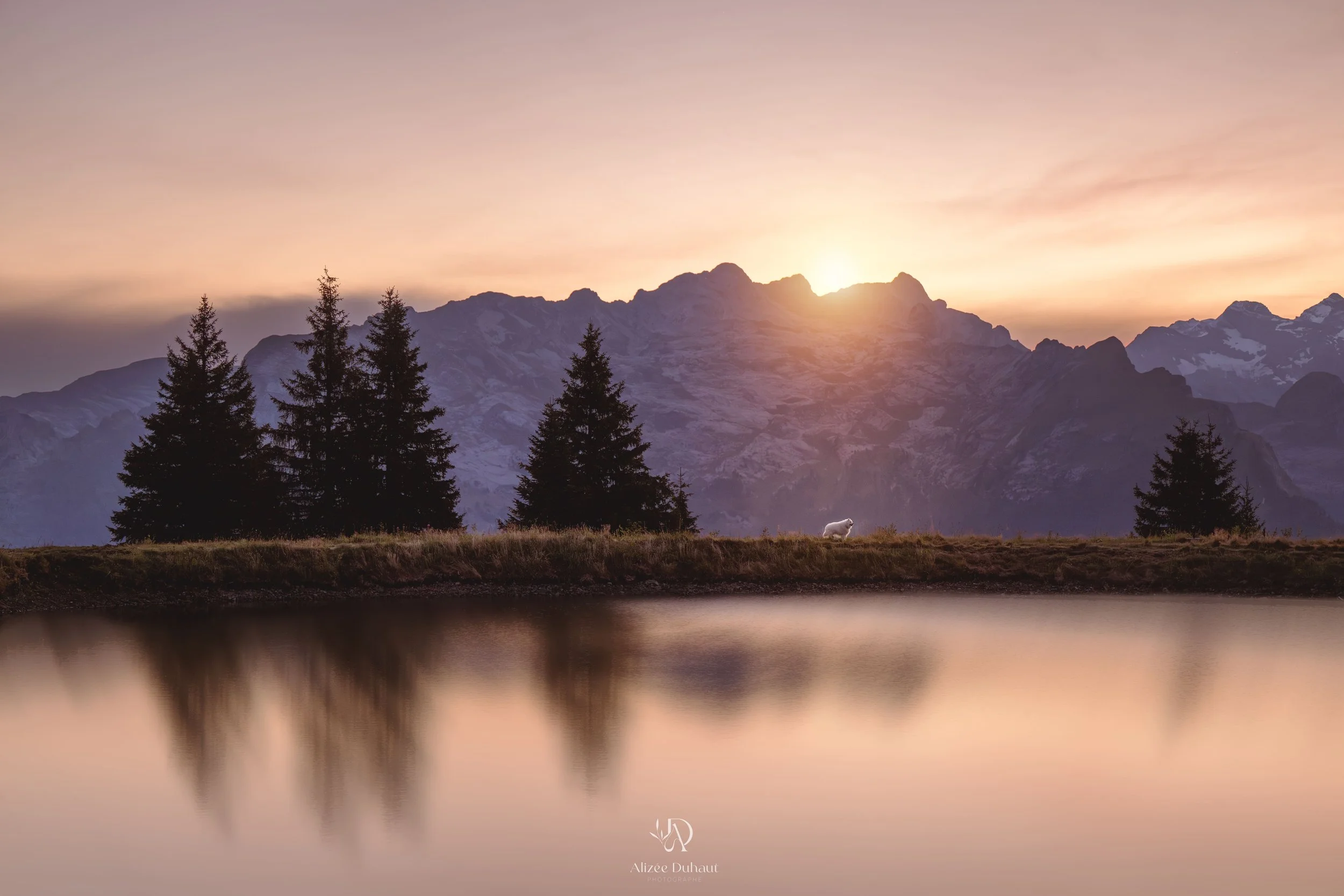 Séance photo lever du soleil avec un chien Samoyède en Haute Savoie