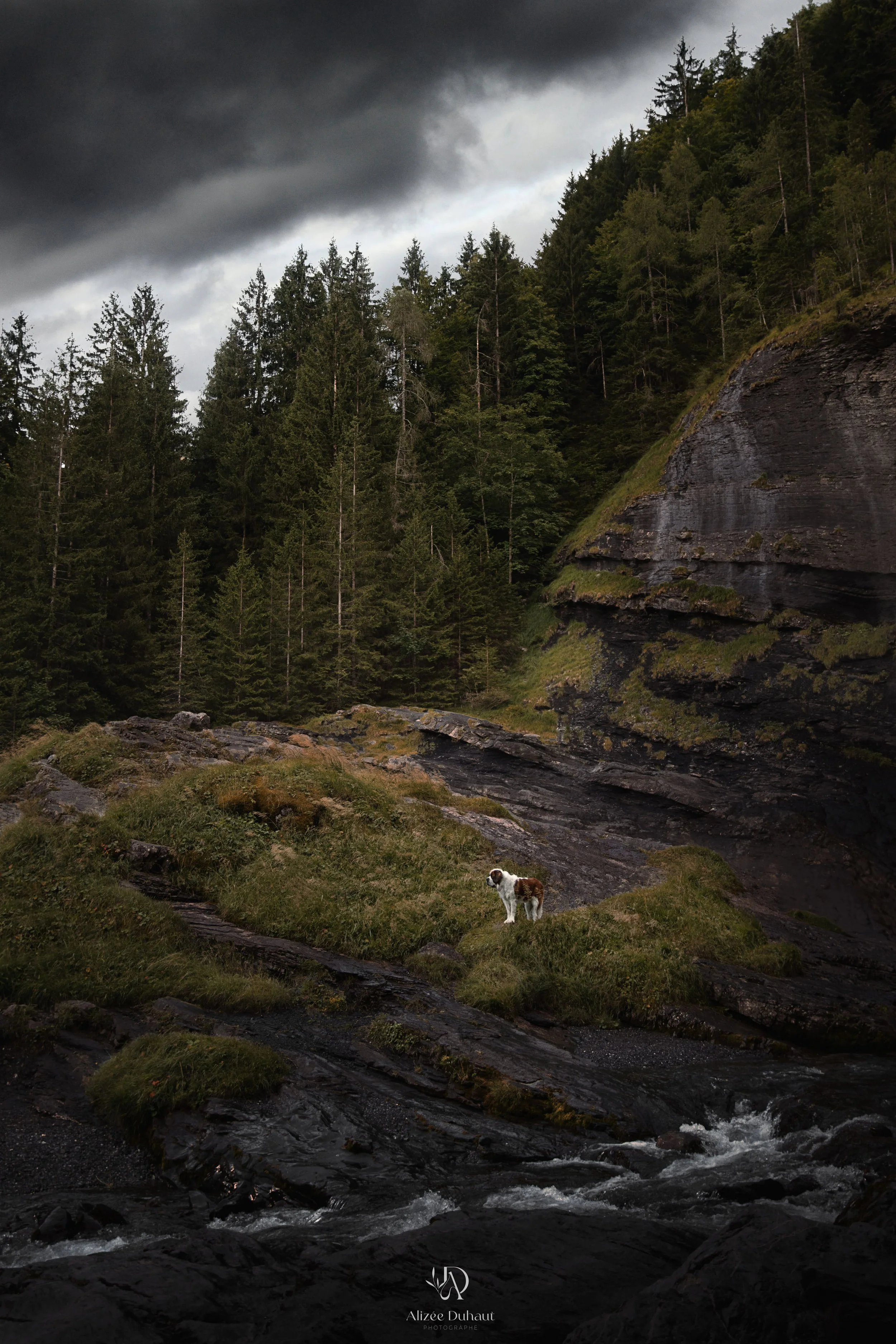 Portrait canin paysage Haute Savoie