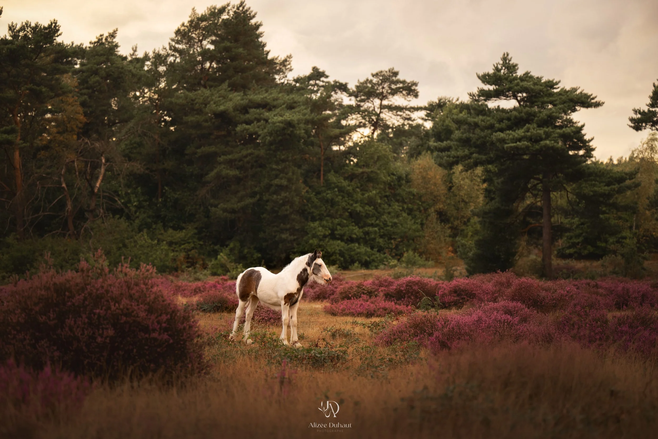 Pouliche Irish Co bruyères Nord Pas de Calais