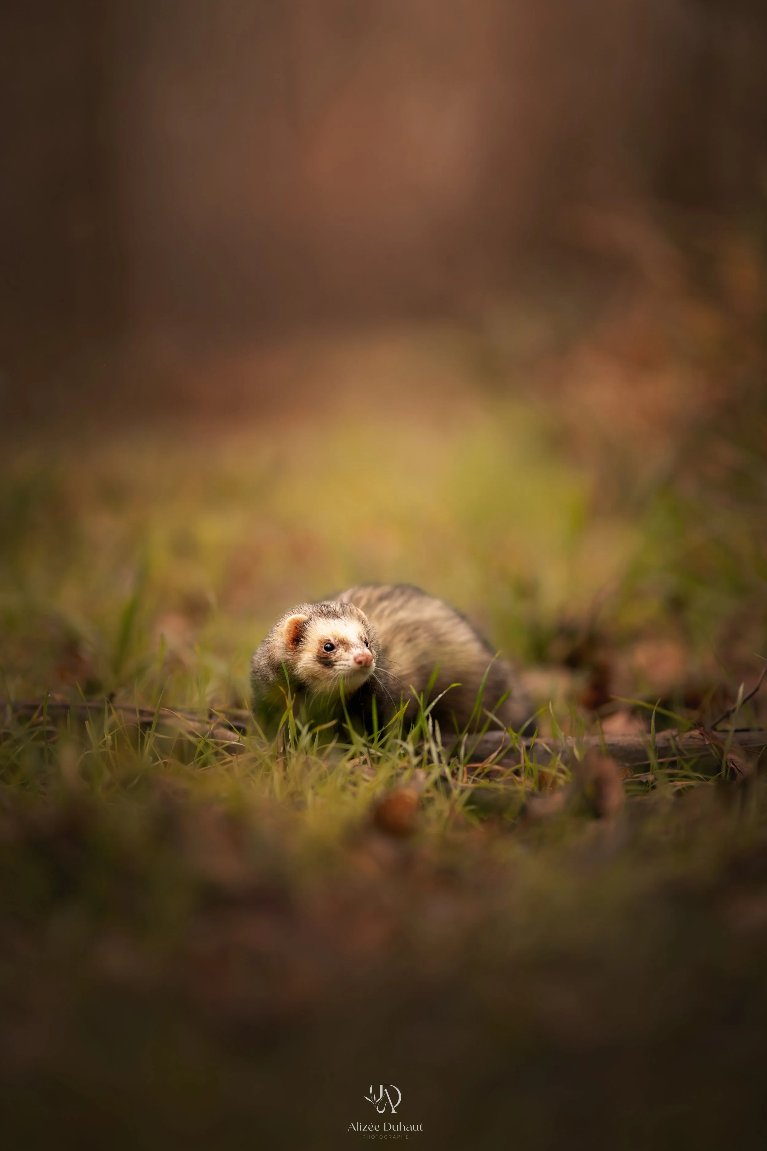 Furet dans la nature photographe professionnelle