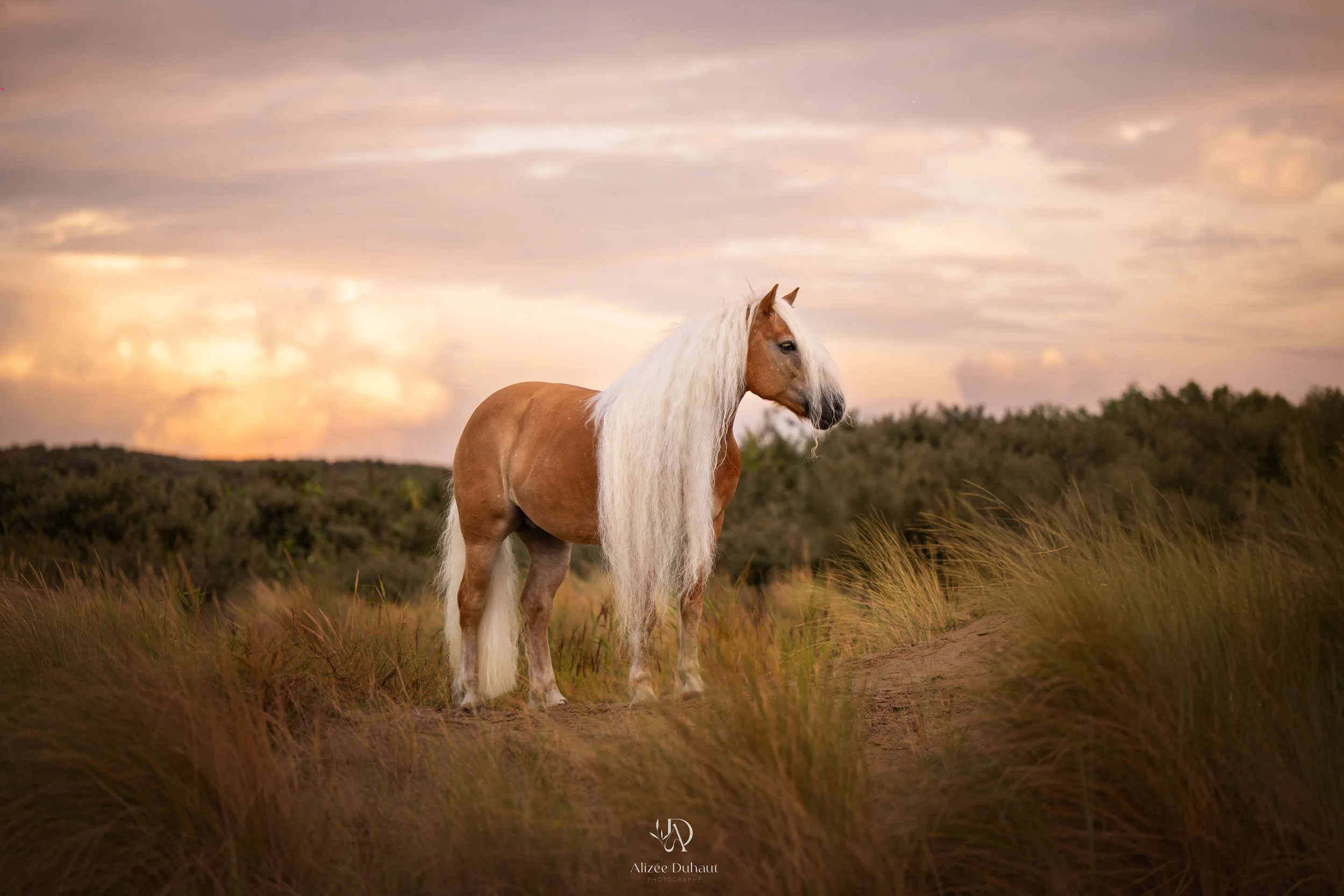 Séance photo avec haflinger à la plage Hauts de France