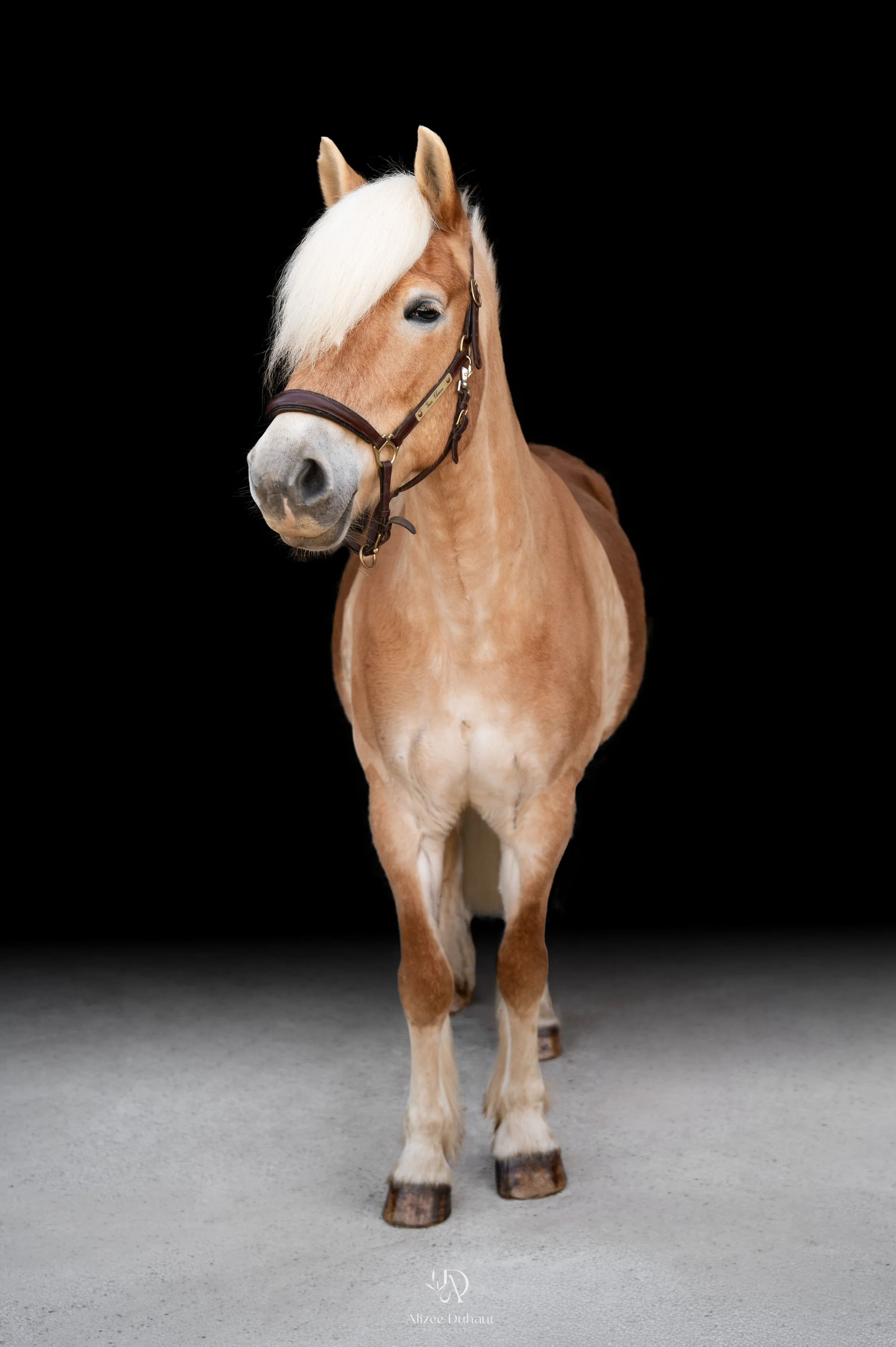 Séance photo fond noir cavalier cheval Béthune