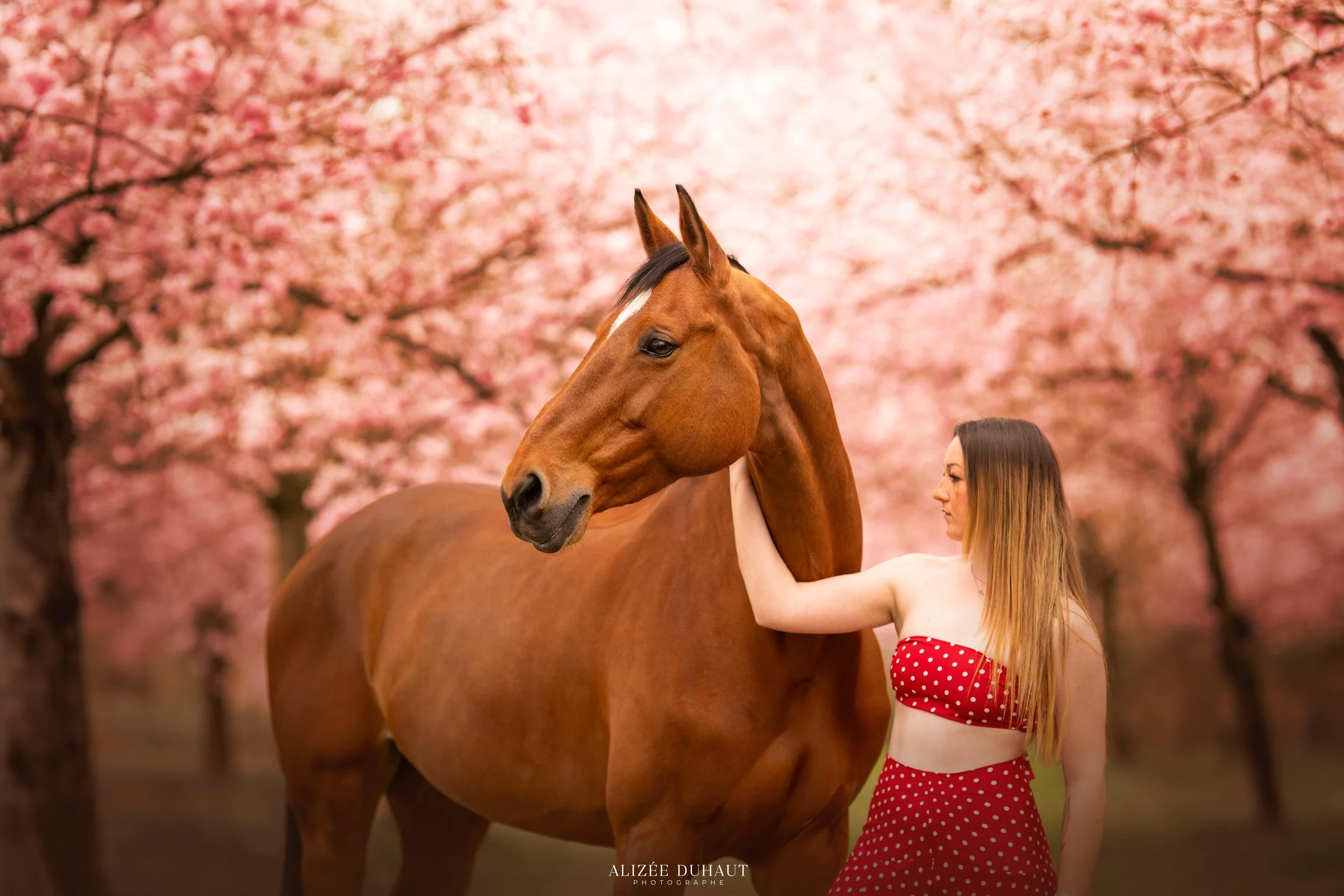 Séance photo cheval dans les fleurs de cerisier à Lille, Nord