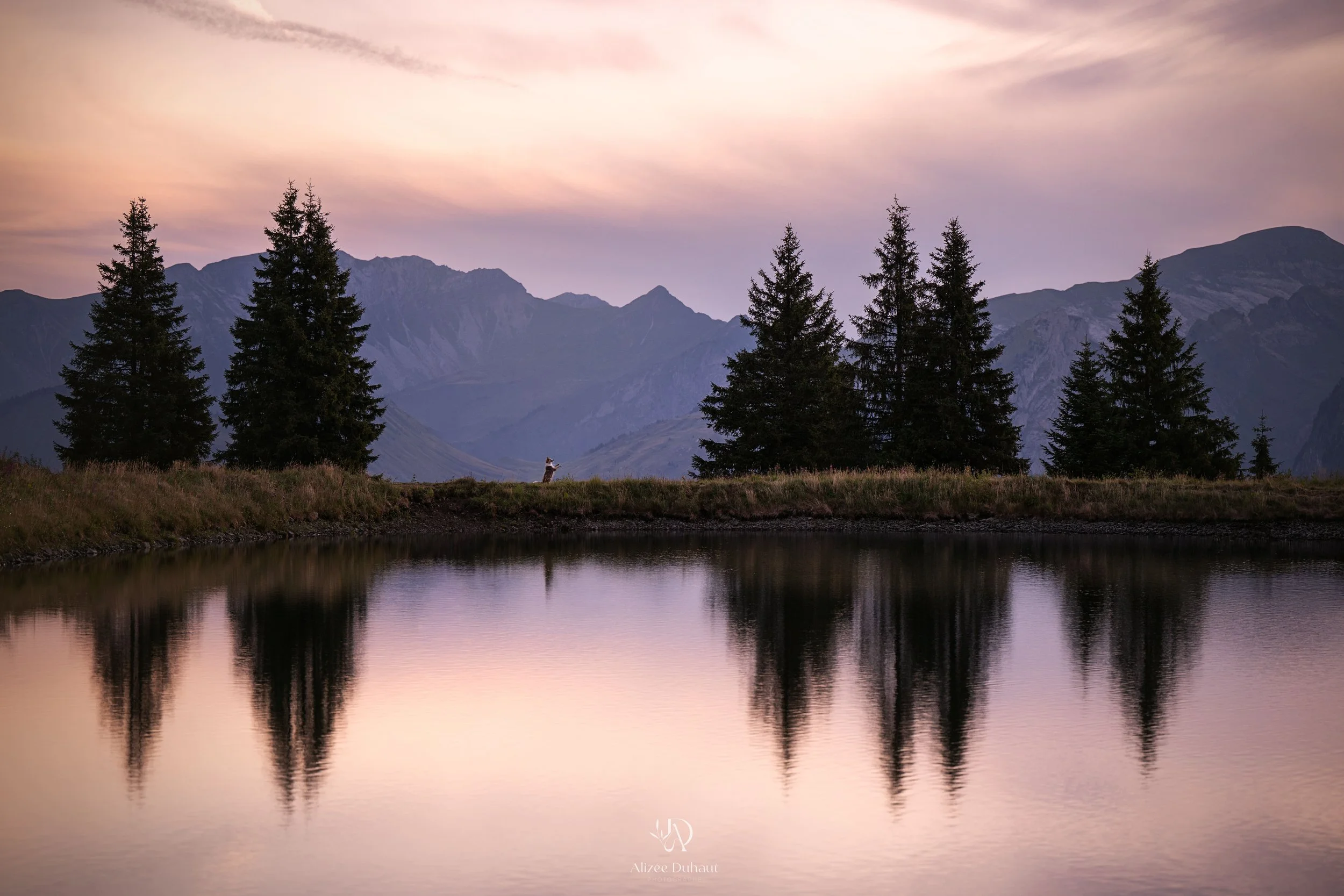 Portrait canin de paysage en Haute Savoie
