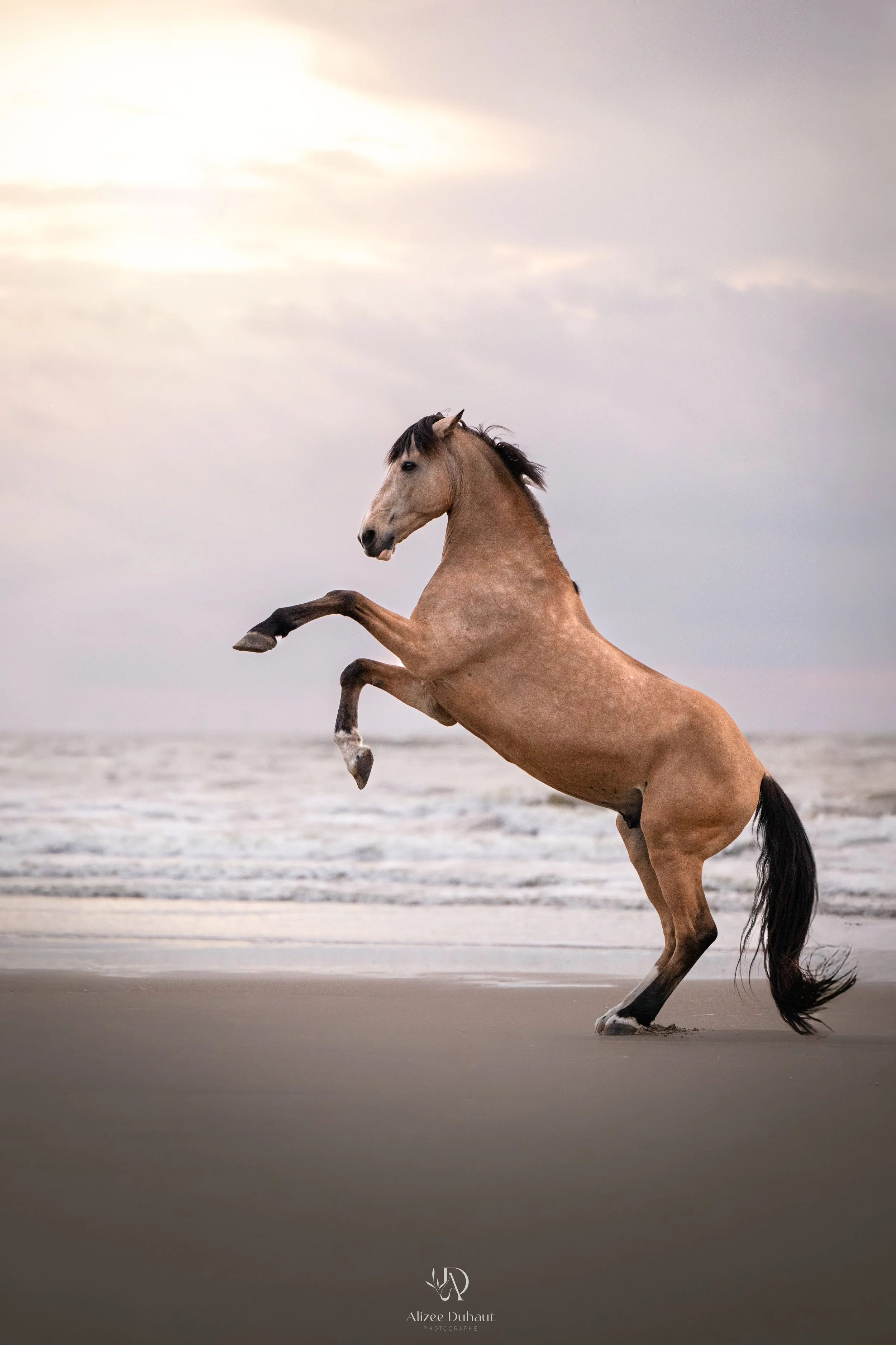 Séance photo cheval sur la plage Nord Pas de Calais coucher du soleil