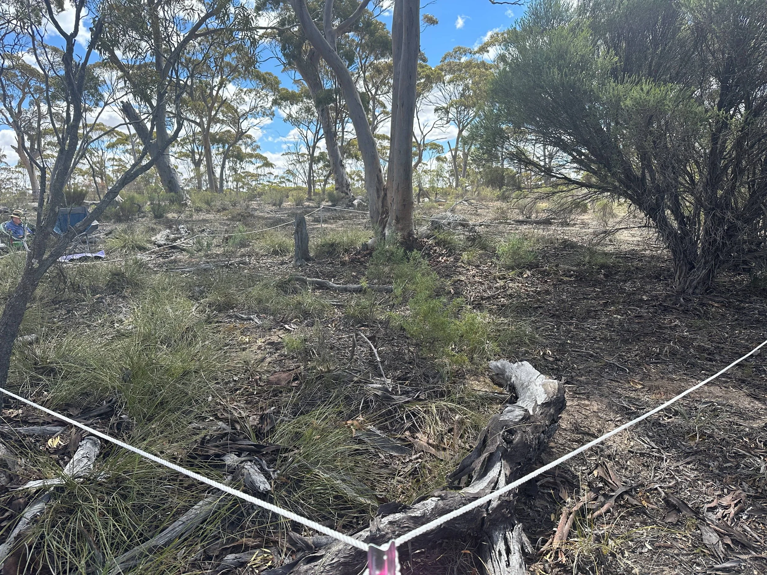 Fieldwork in Action: October Surveys Kickstart Conservation for the Wheatbelt’s Critically Endangered Eucalypt Woodlands &amp; Carnaby’s Black-Cockatoo