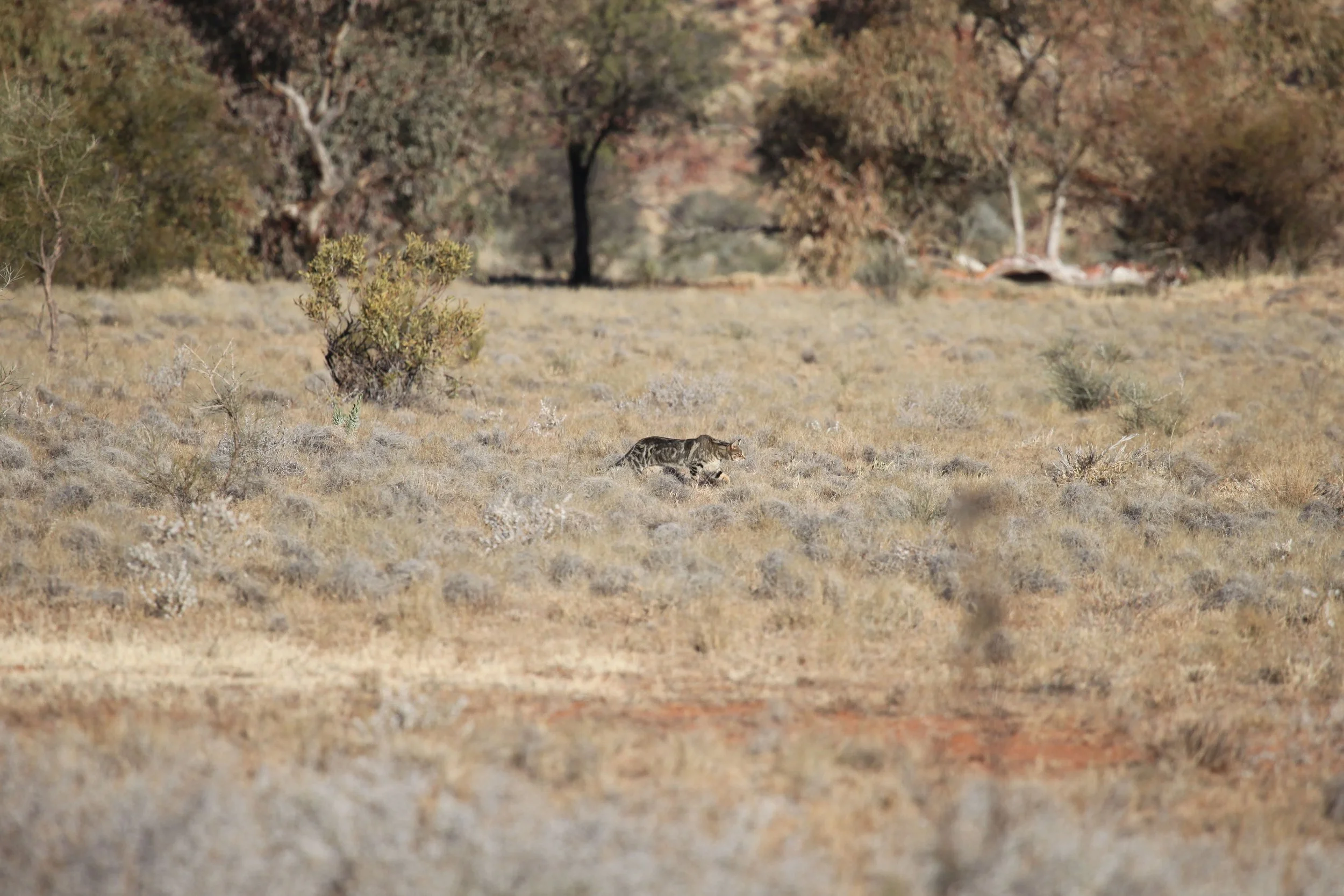 feral cat hunting - shutterstock_518207734.jpg