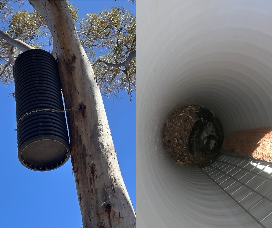 There’s No Place Like Home: But an Artificial Nest Will Work in a Pinch!&nbsp;