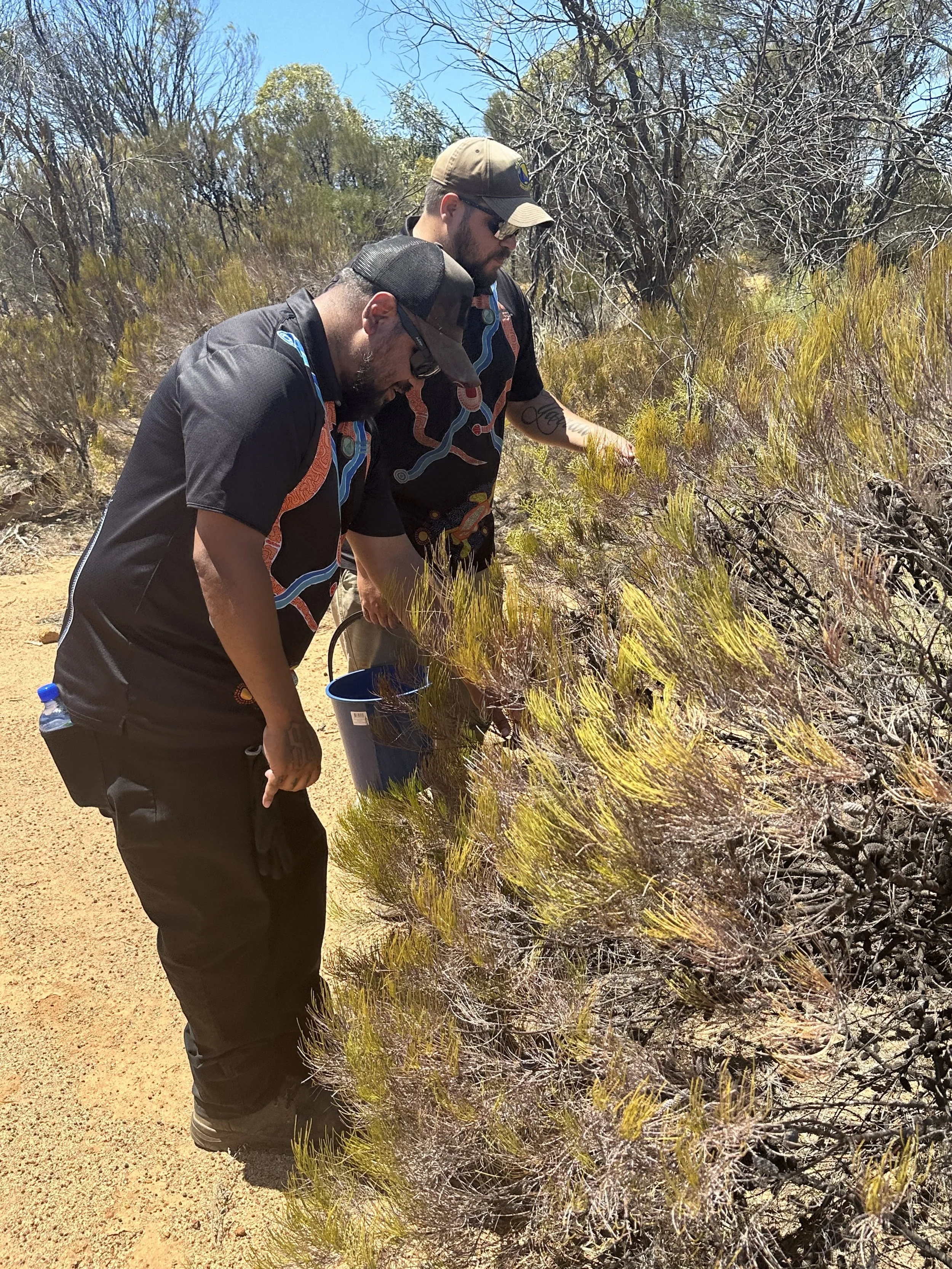 Restoring Country Through Seed Collection&nbsp;