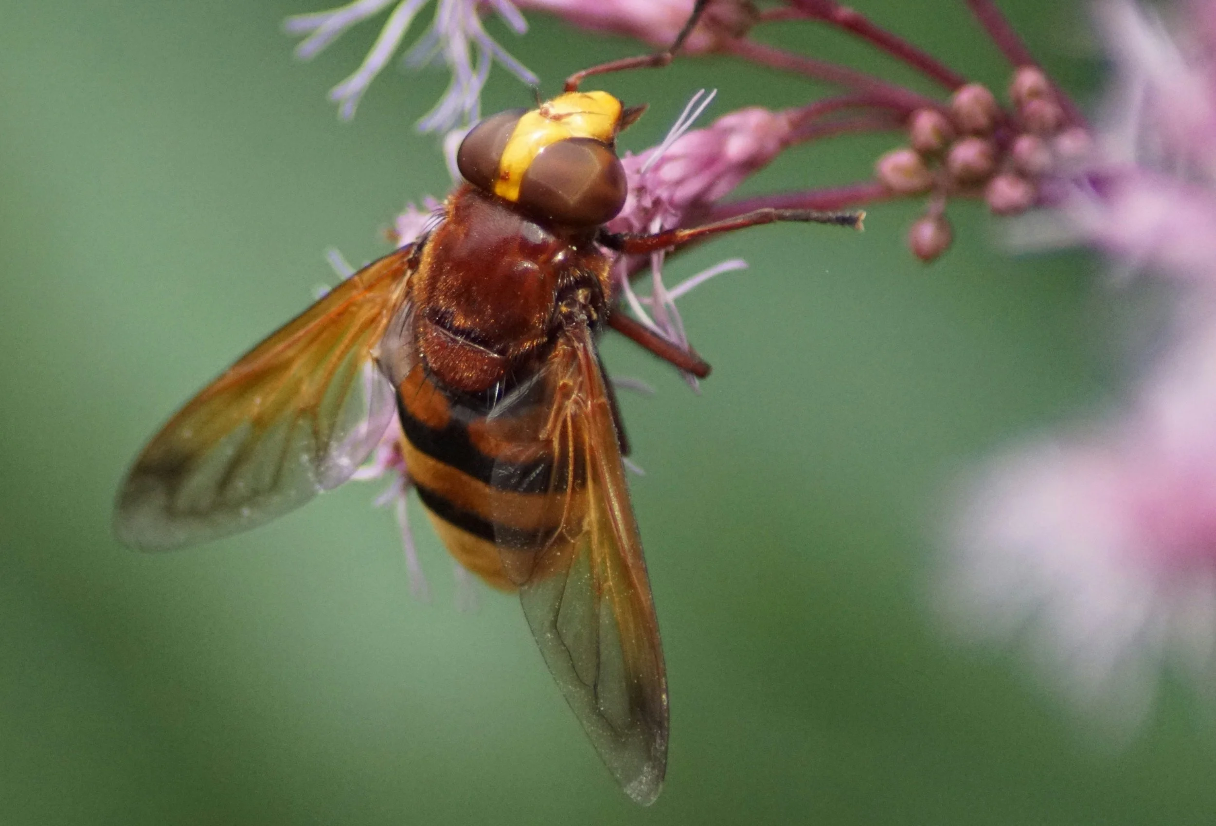 The Australian Hoverfly: A Quiet Workhorse for Wheatbelt Farms and Bushland&nbsp;