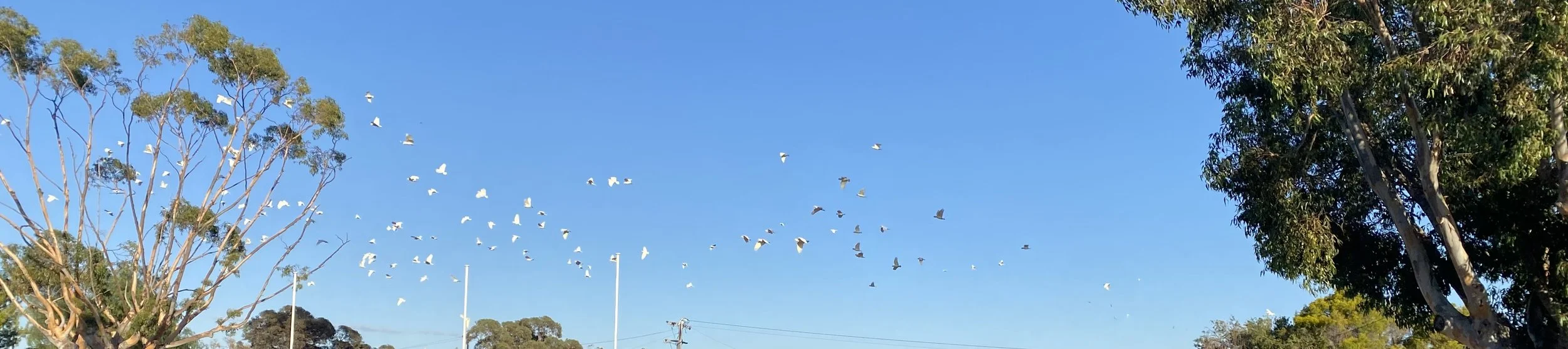 Corella Management Project Enters Final Year&nbsp;