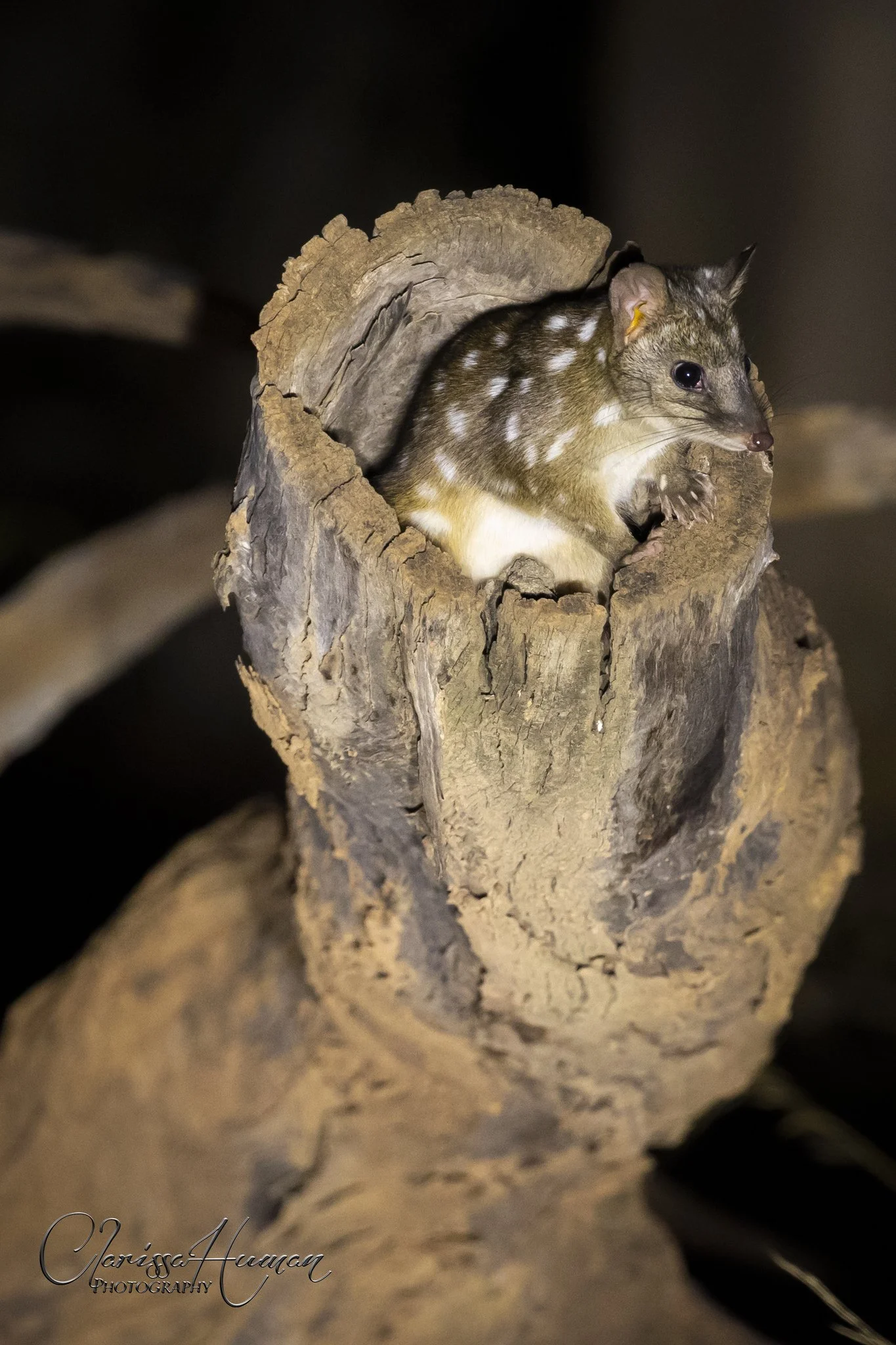 Chuditch original Clarissa Human.jpg