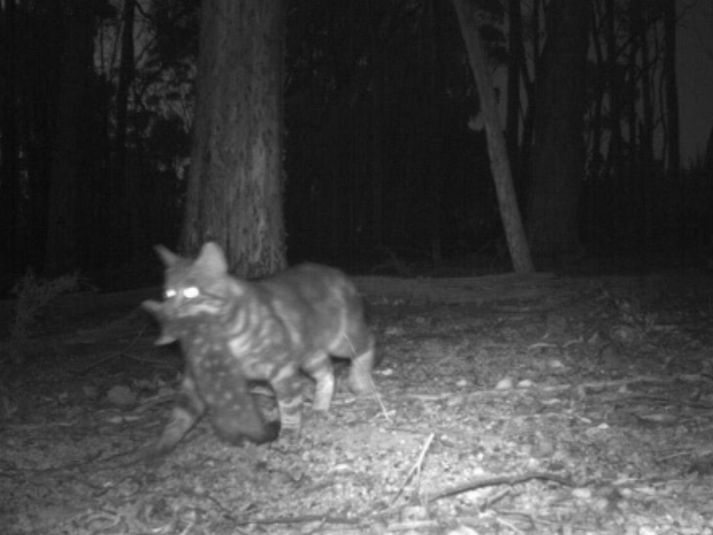 Feral Control - Take Action for Chuditch Today!