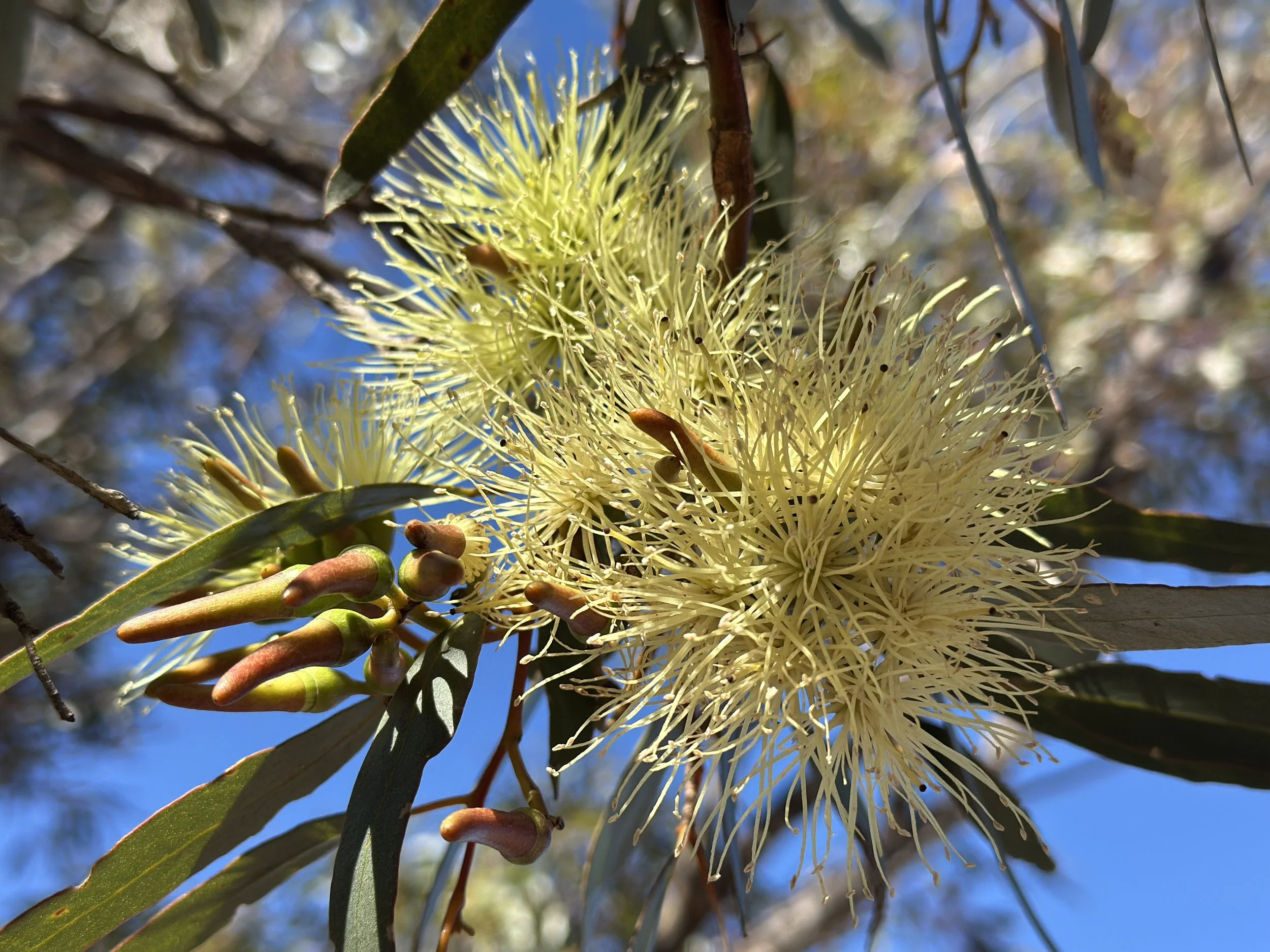 ACCU Scheme – Draft Integrated Farm and Land Management (IFLM) Method Consultation&nbsp;