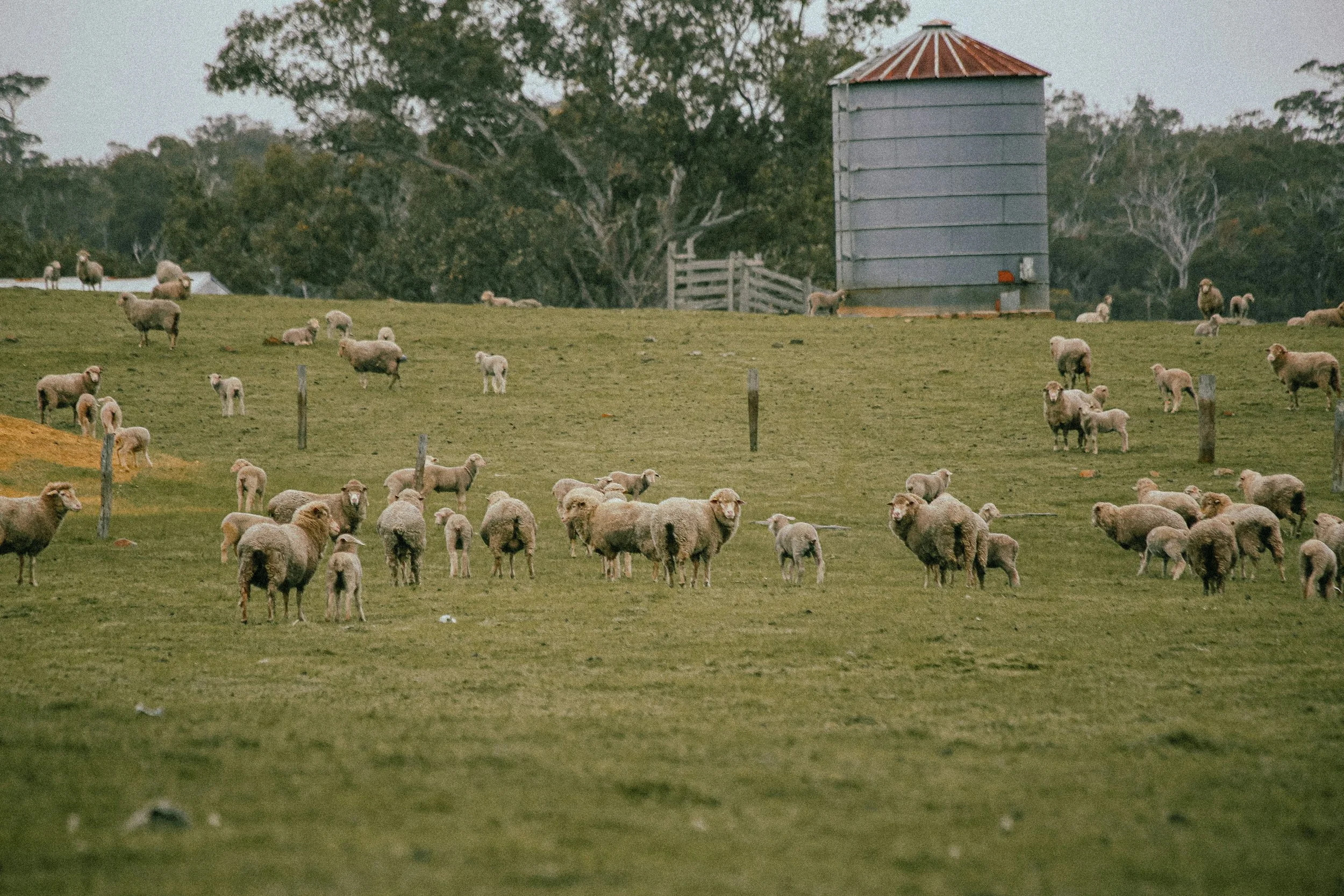 On the road to Woolorama and talking about the Green Sheep Project &nbsp;