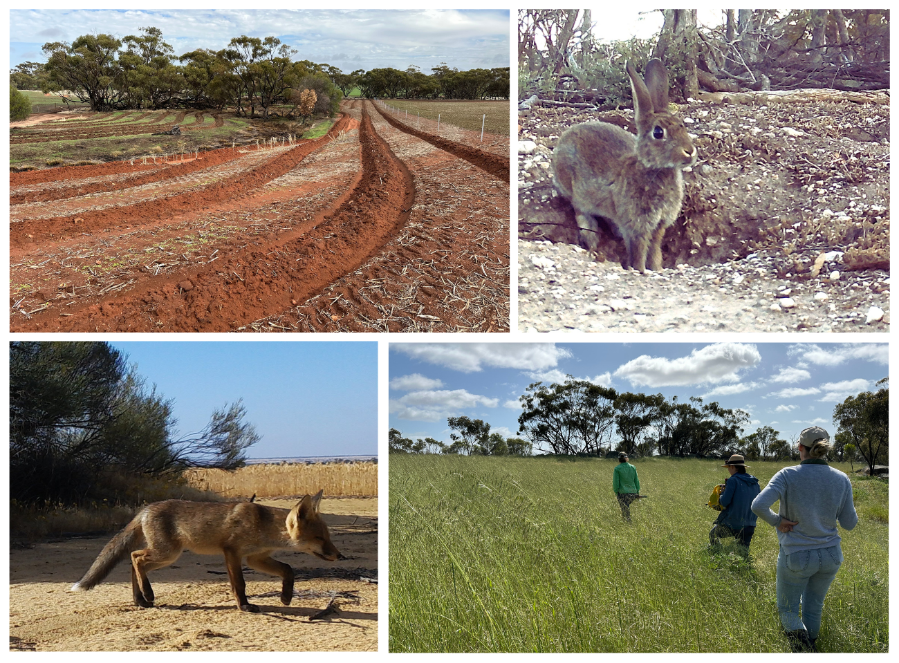 Rip It, Spray It, Protect It - Autumn Action for Winter Planting