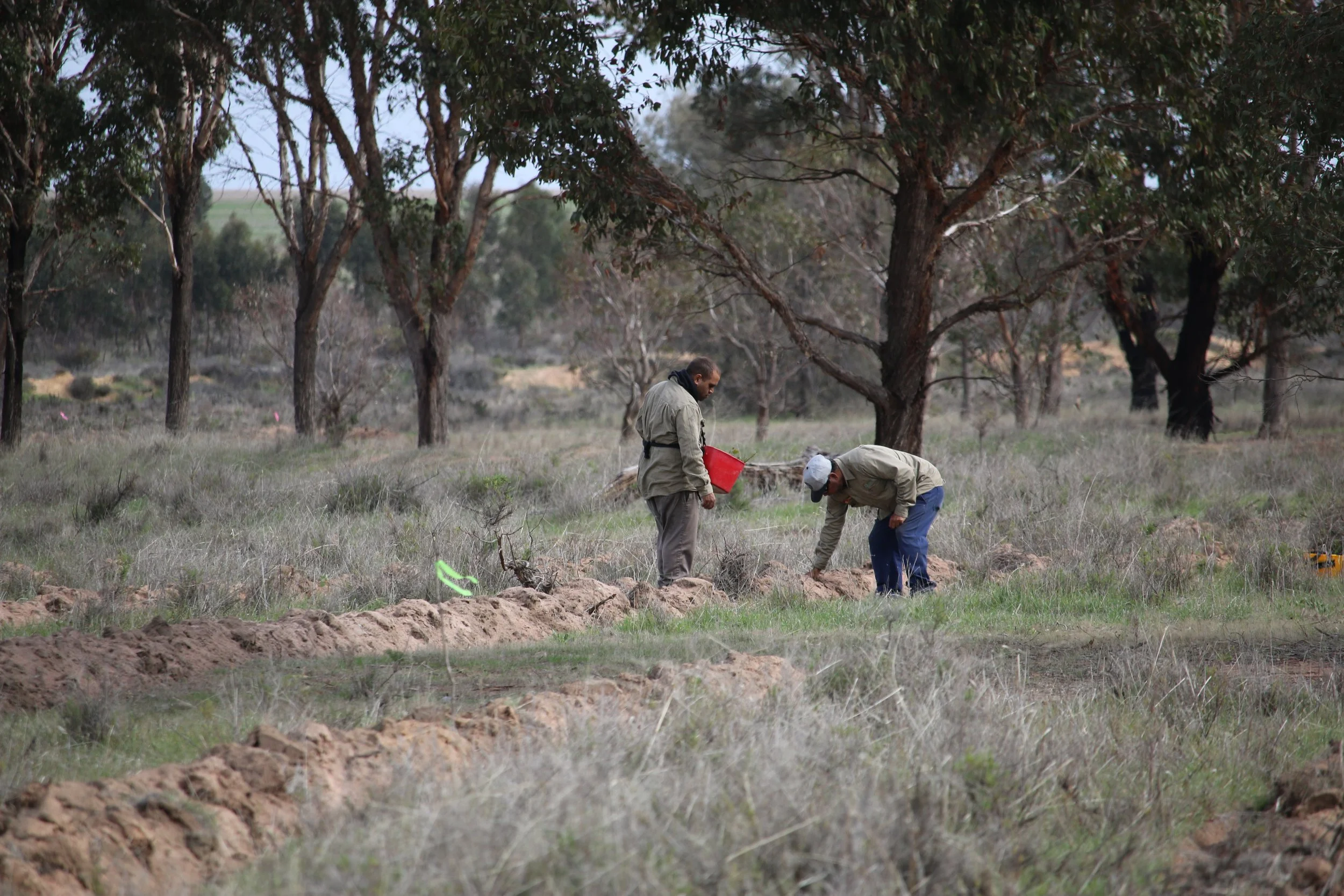 Gear Up for Tree Planting Season