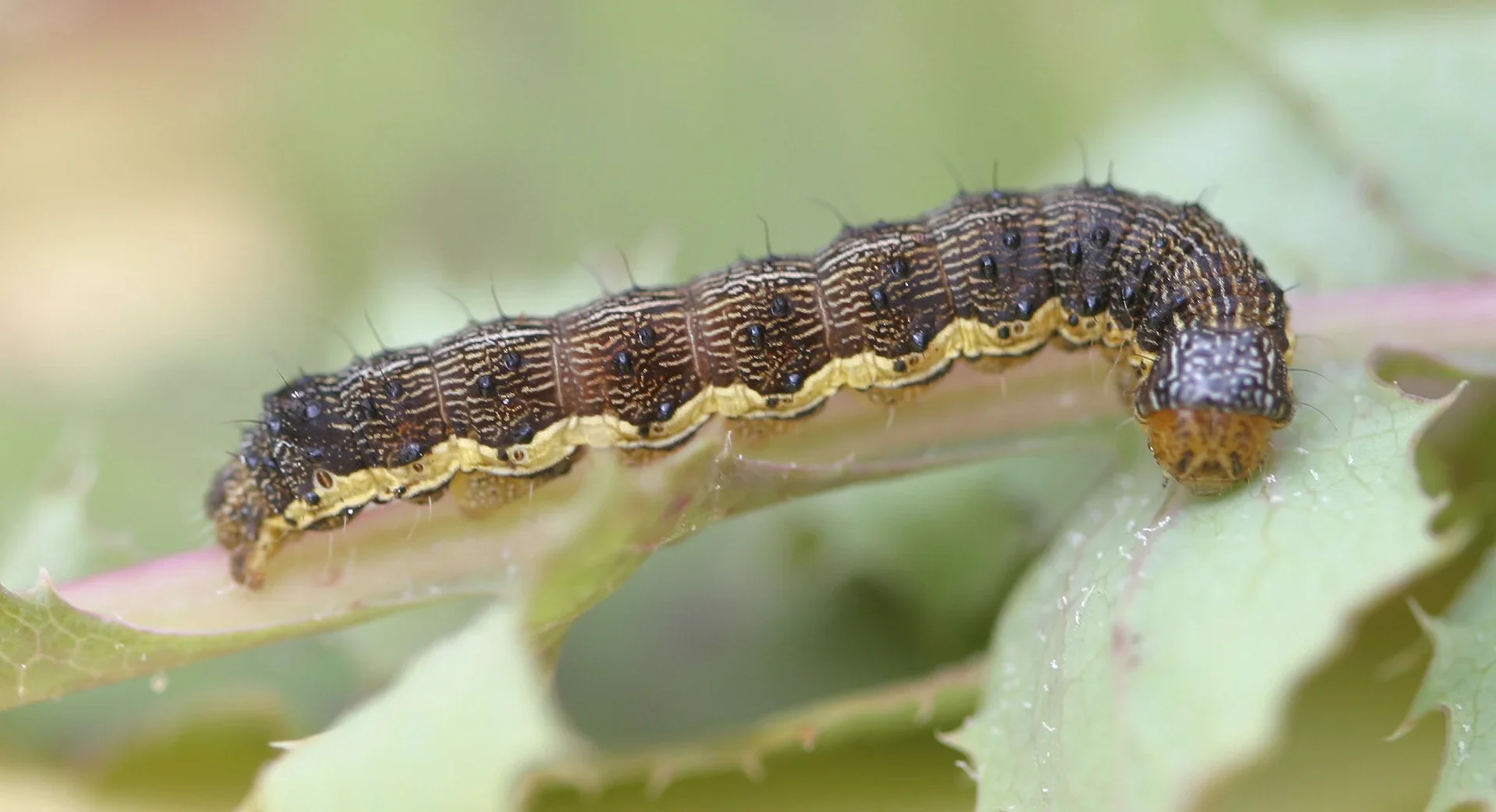 Native Budworm Pressure Rising Across the Wheatbelt