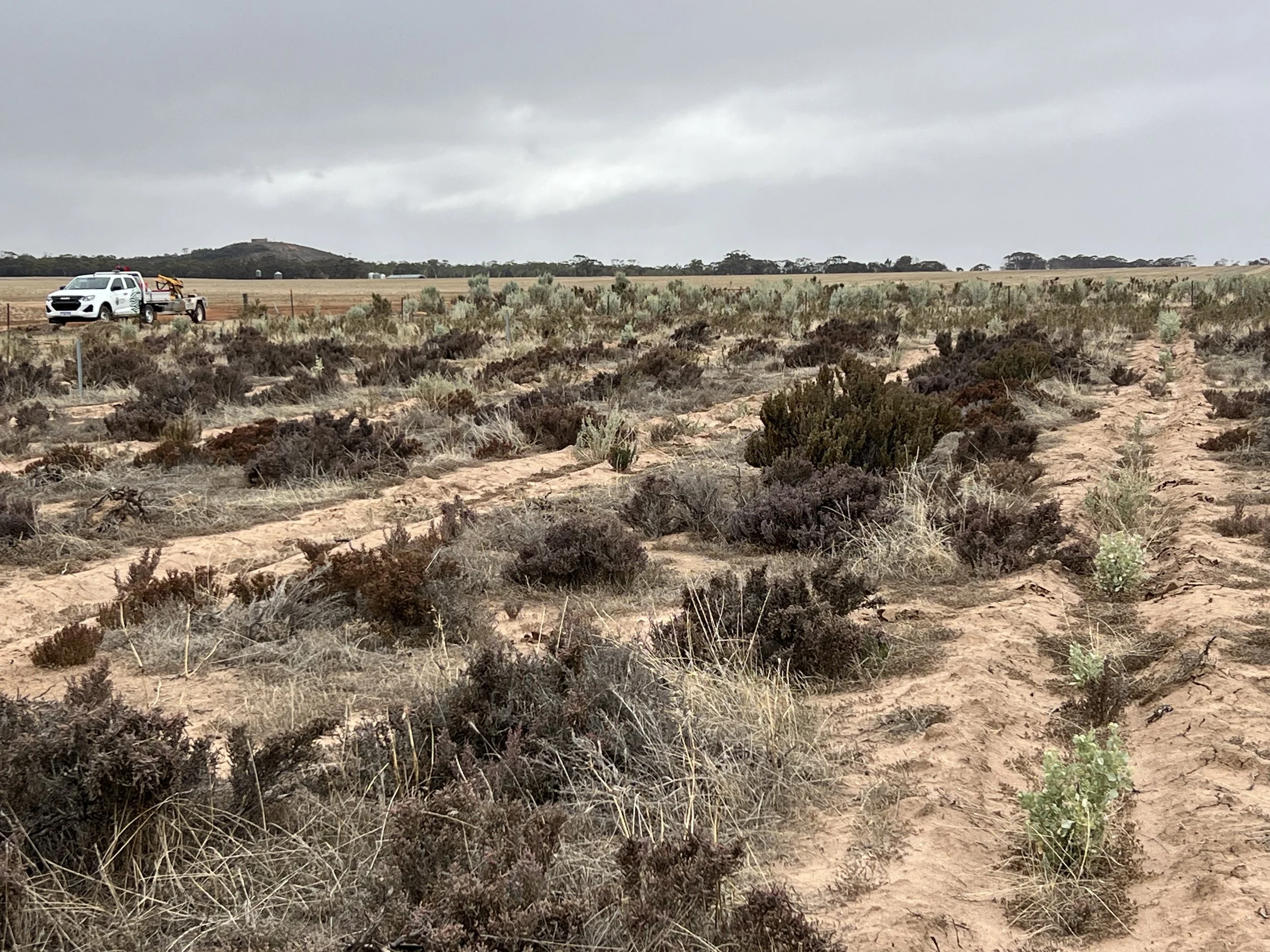 The Reality of Soil Carbon in Sandy Soils
