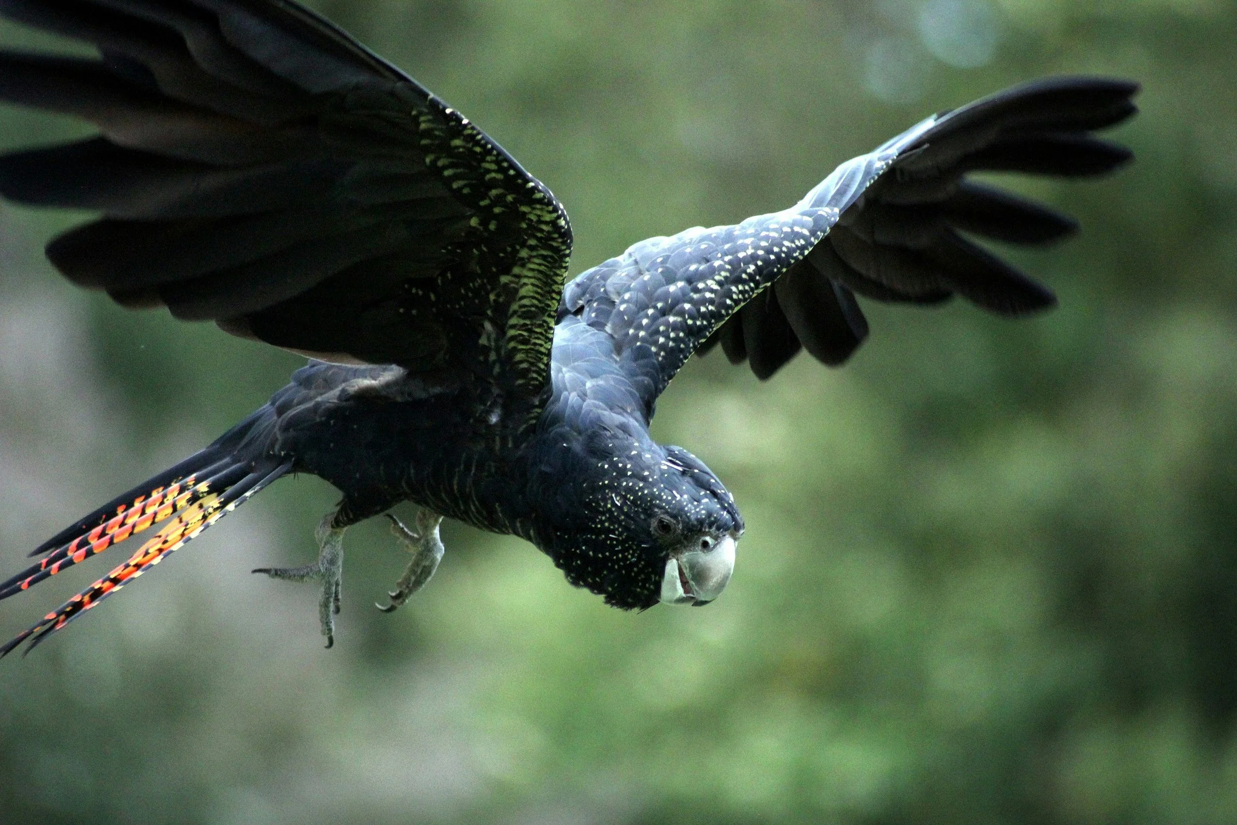 Safe Driving Saves Native Wildlife, Especially in Rural Areas