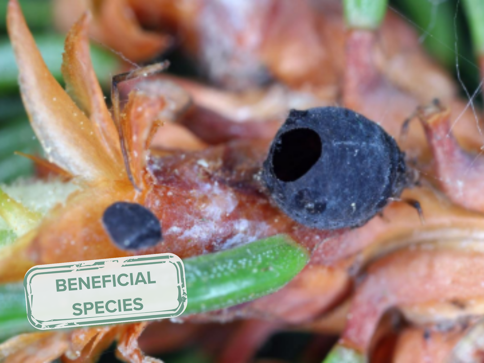 Parasitic Wasps - Nature’s Pest Controllers