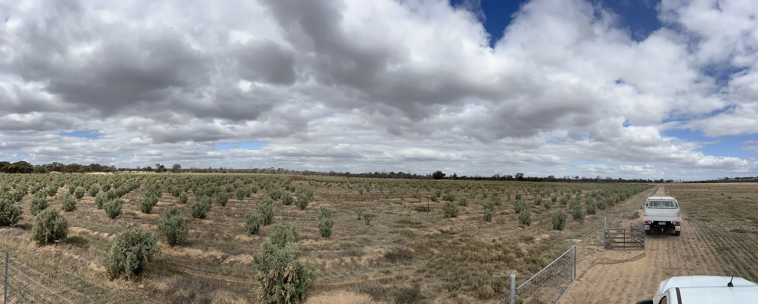 Enhancing Saline Landscapes Through Assessment of Saltbush Systems