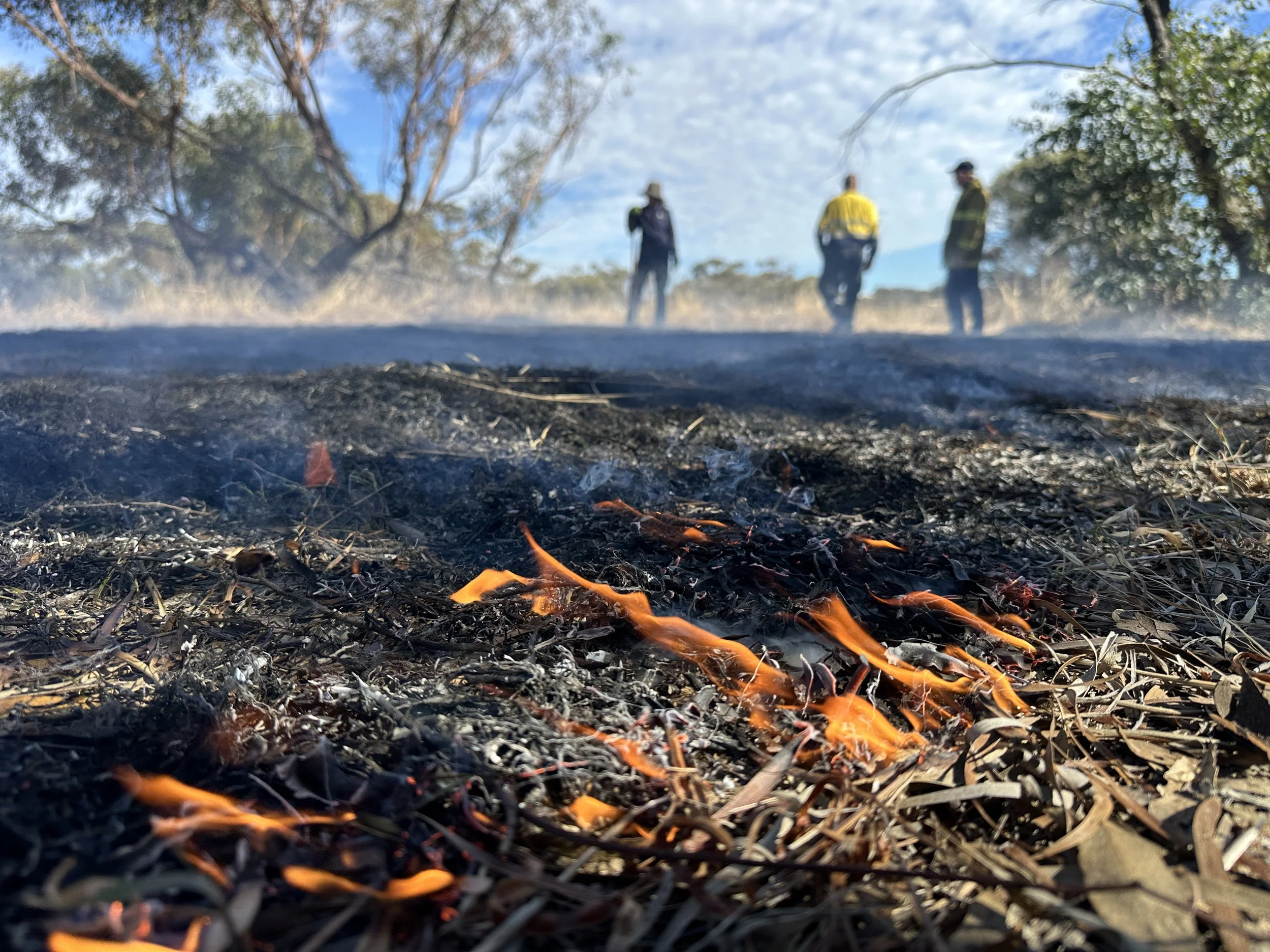 Cultural Burns Trialled to Bring Remnant Woodlands Back to Life
