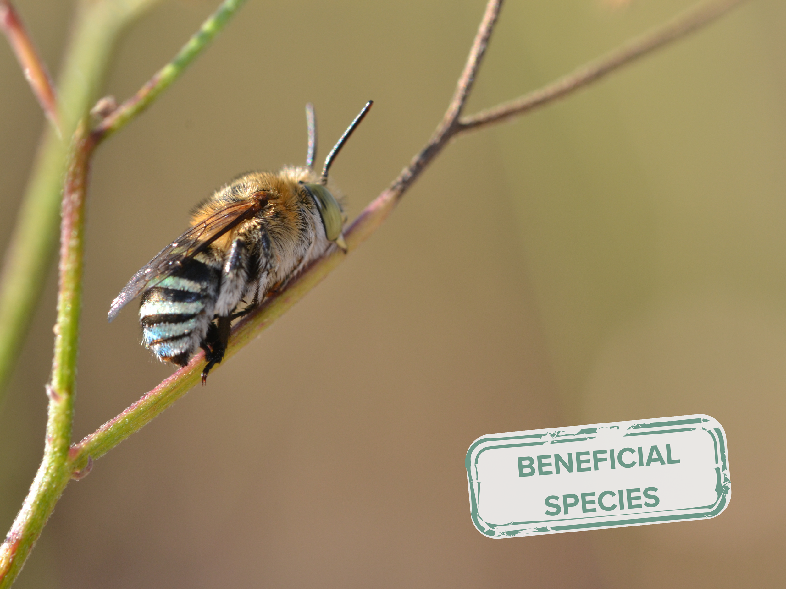 The Blue-Banded Bee - A Native Pollinator