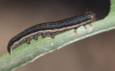 Armyworm: A winter visitor to Wheatbelt crops